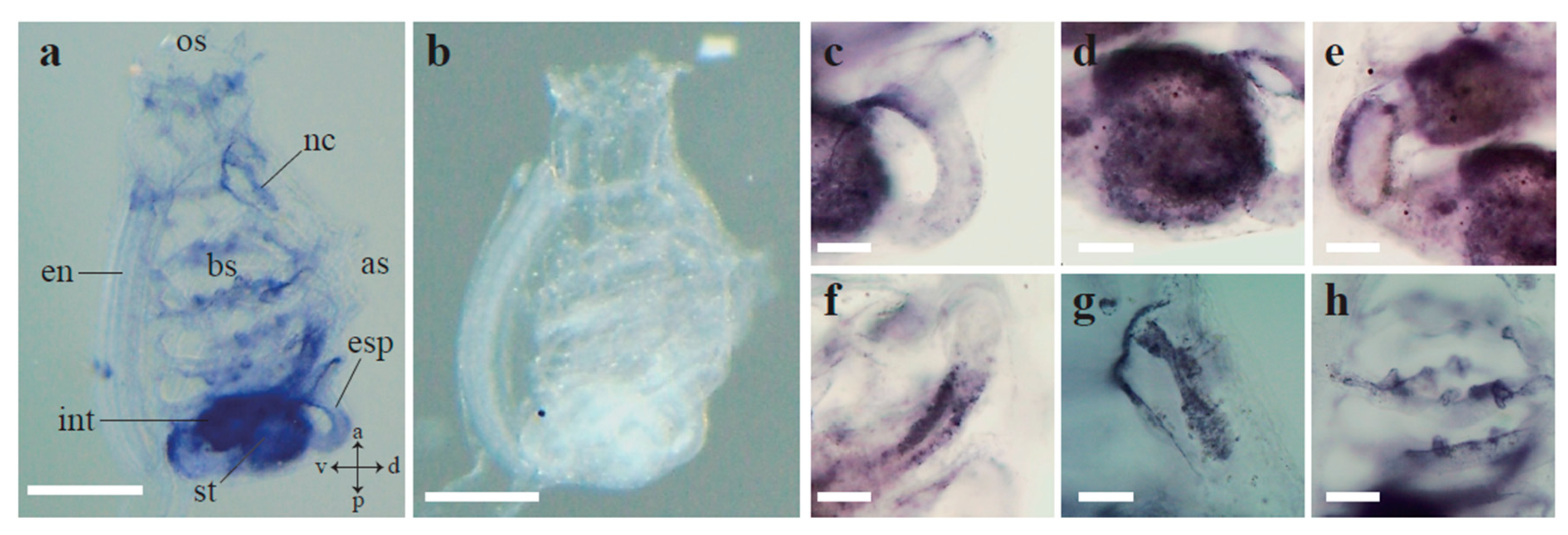 Ijerph 17 01340 g004