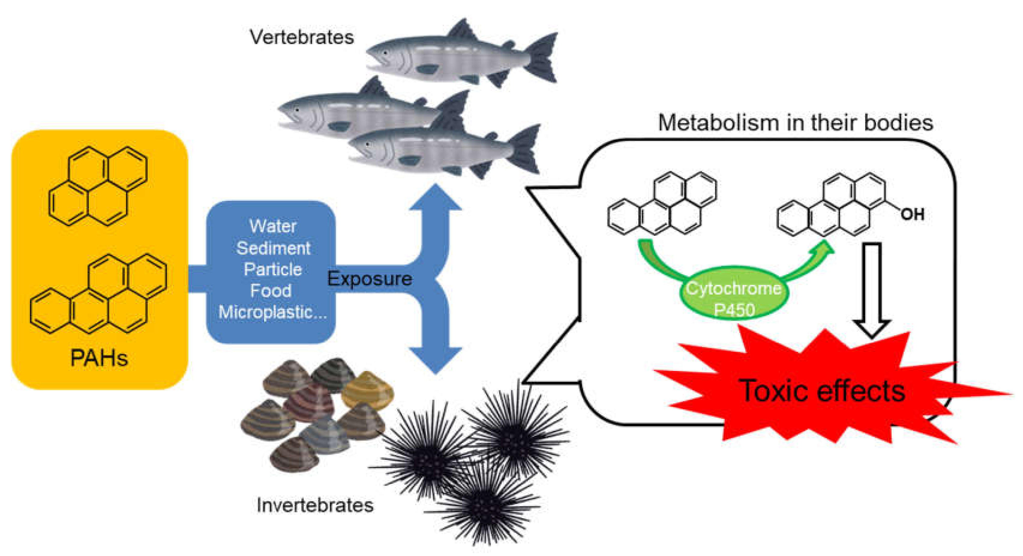 Cetaceans as Bioindicators to Assess Alkylphenol Exposure and