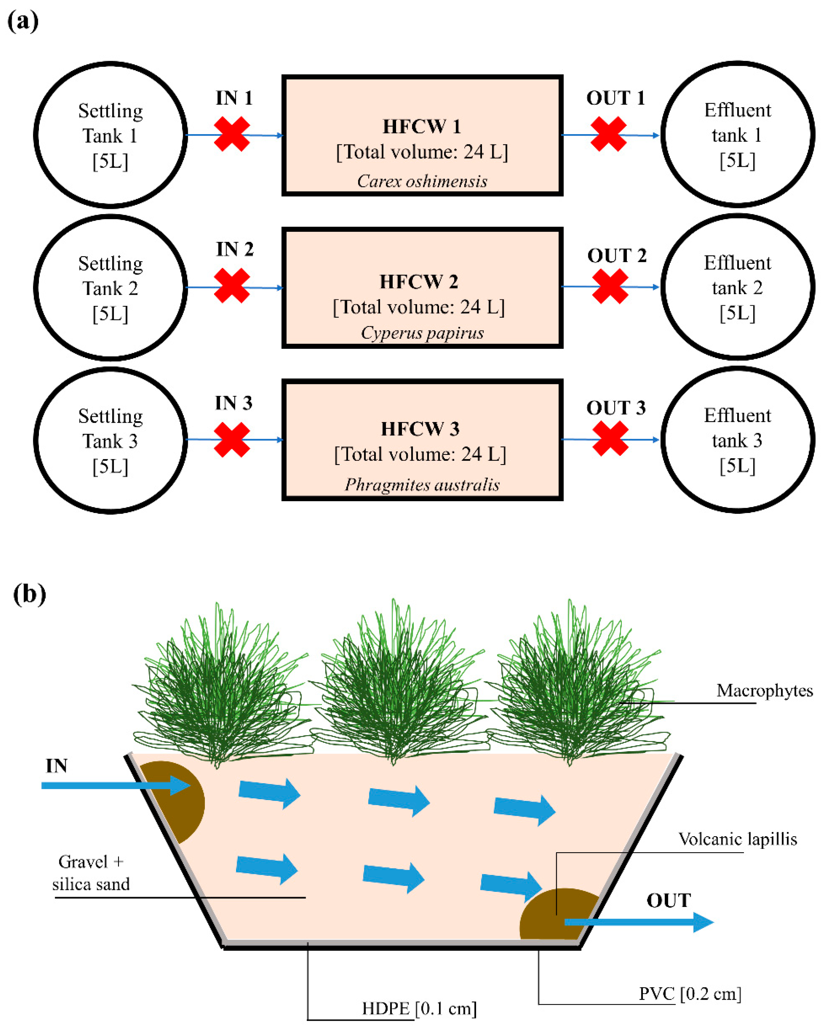 Natural Water Filtration Using Plants