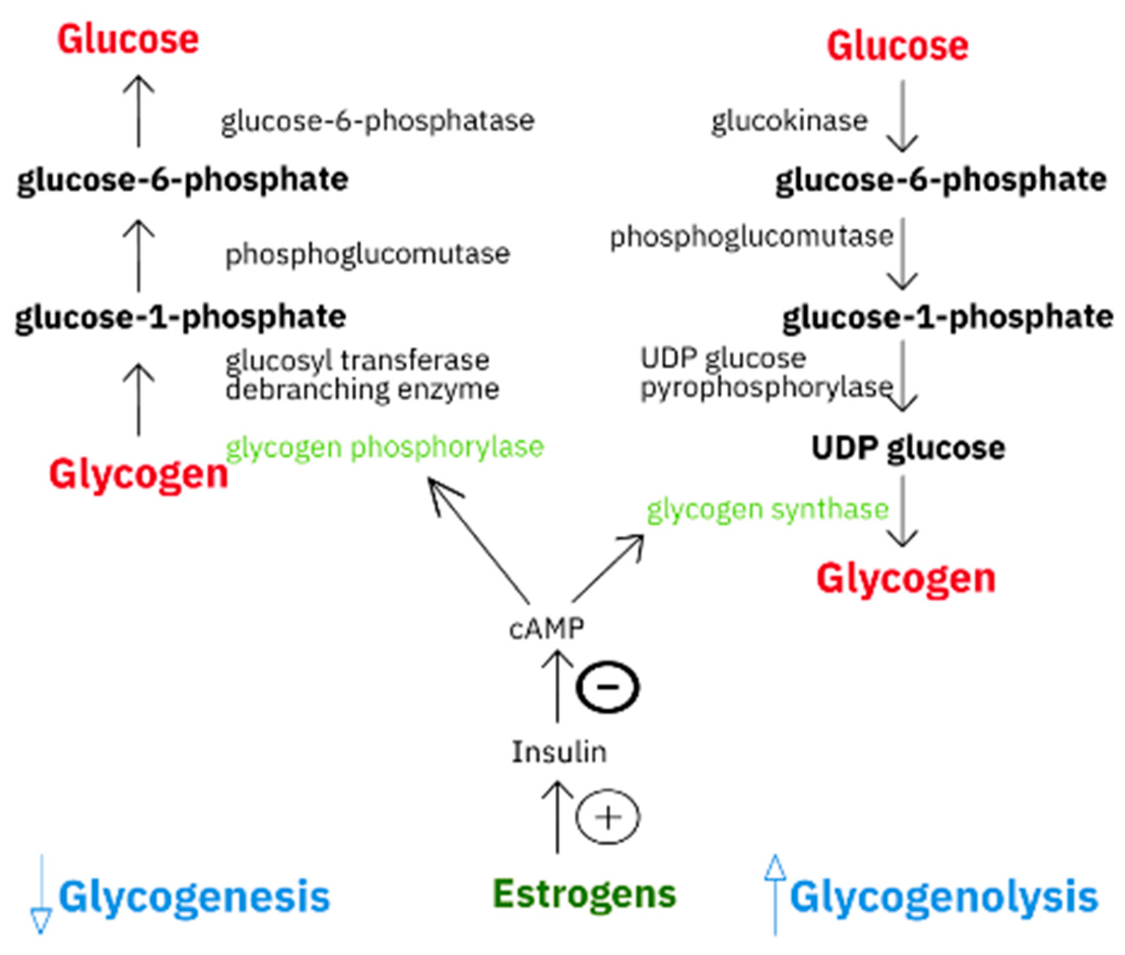 IJERPH | Free Full-Text | Sex Hormone-Dependent Physiology and Diseases of  Liver