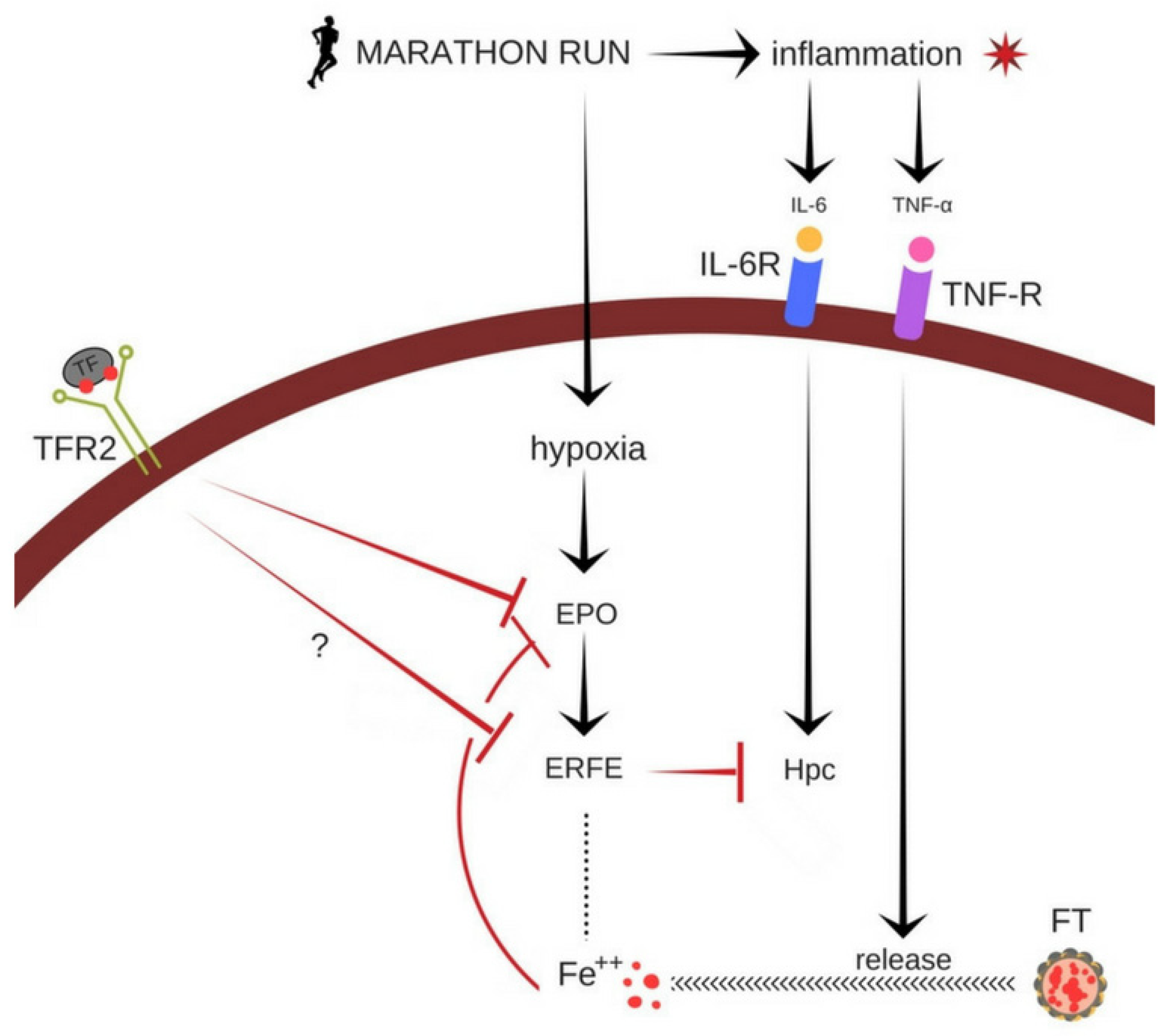 Ijerph Free Full Text Marathon Run Induced Changes In The Erythropoietin Erythroferrone Hepcidin Axis Are Iron Dependent Ijerph Free Full Text Marathon Run Induced Changes In The Erythropoietin Erythroferrone Hepcidin Axis Are Iron Dependent
