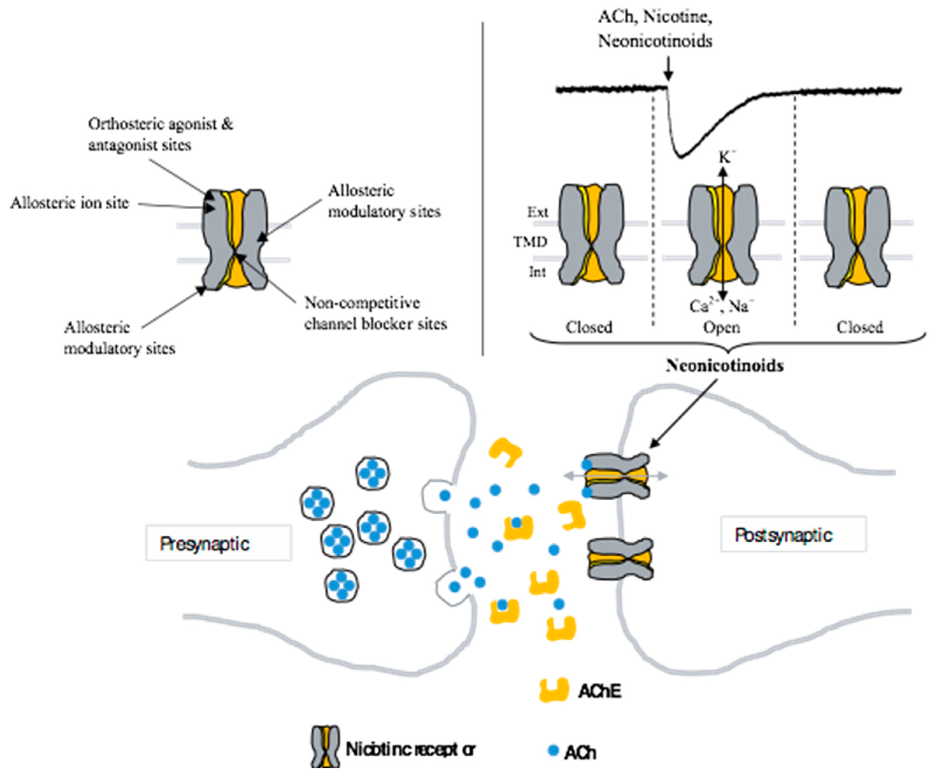 where would you not find a cholinergeric nicotinic receptor