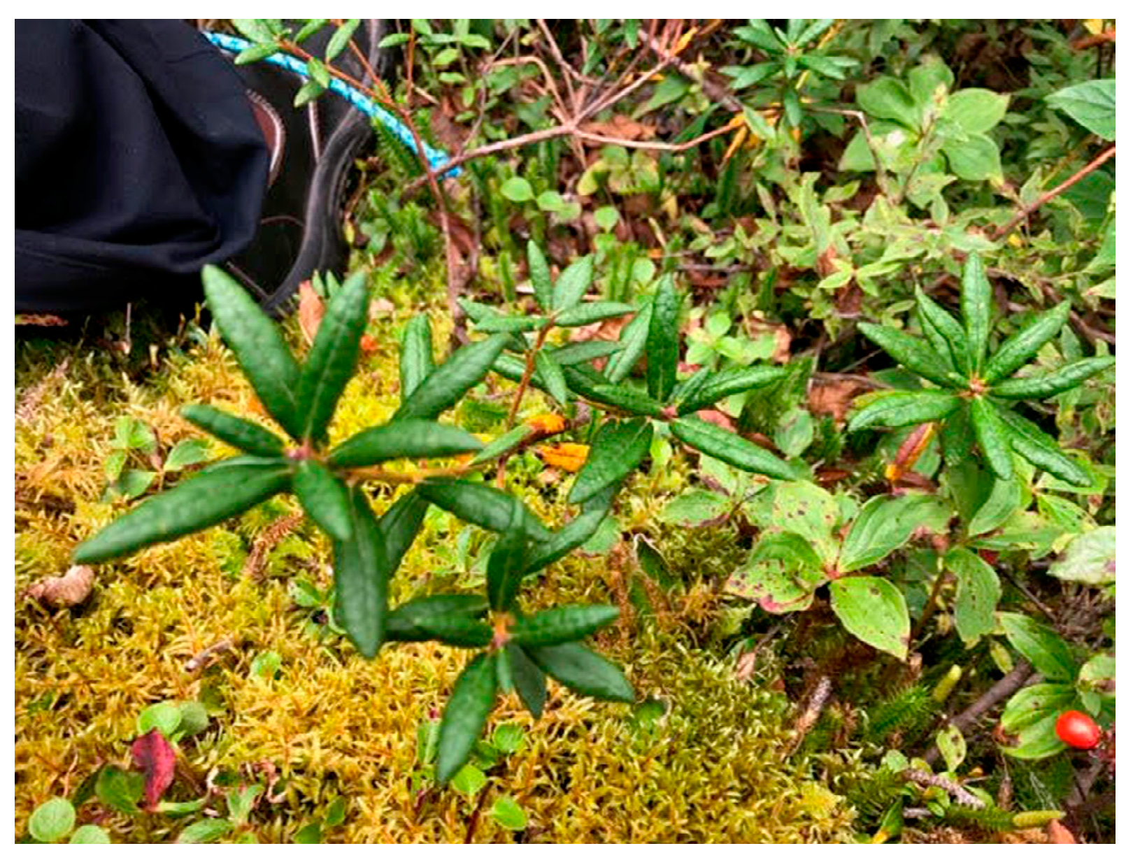 Ijerph 17 03273 g004