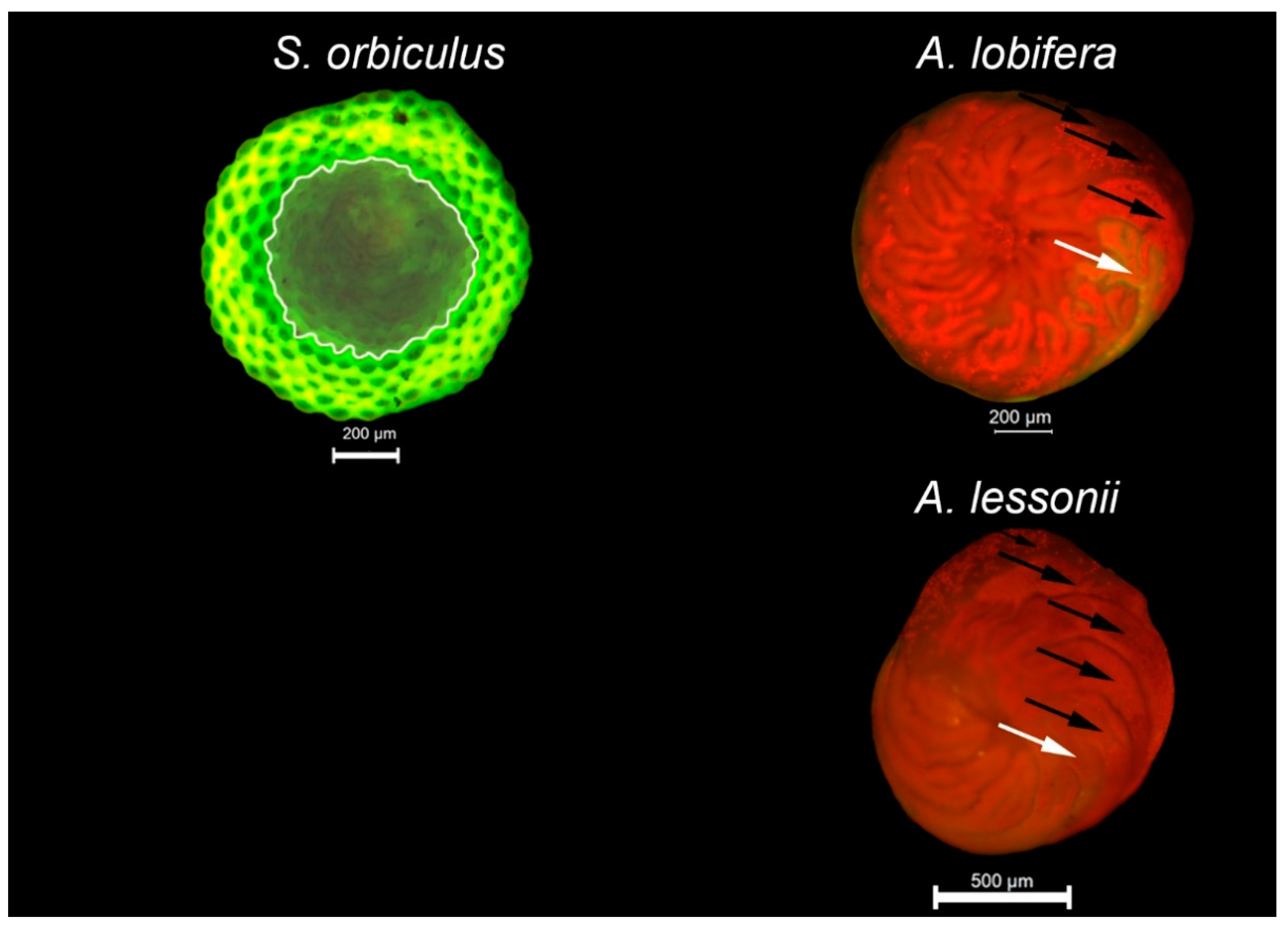Ijerph Free Full Text Shell Growth Of Large Benthic Foraminifera Under Heavy Metals Pollution Implications For Geochemical Monitoring Of Coastal Environments