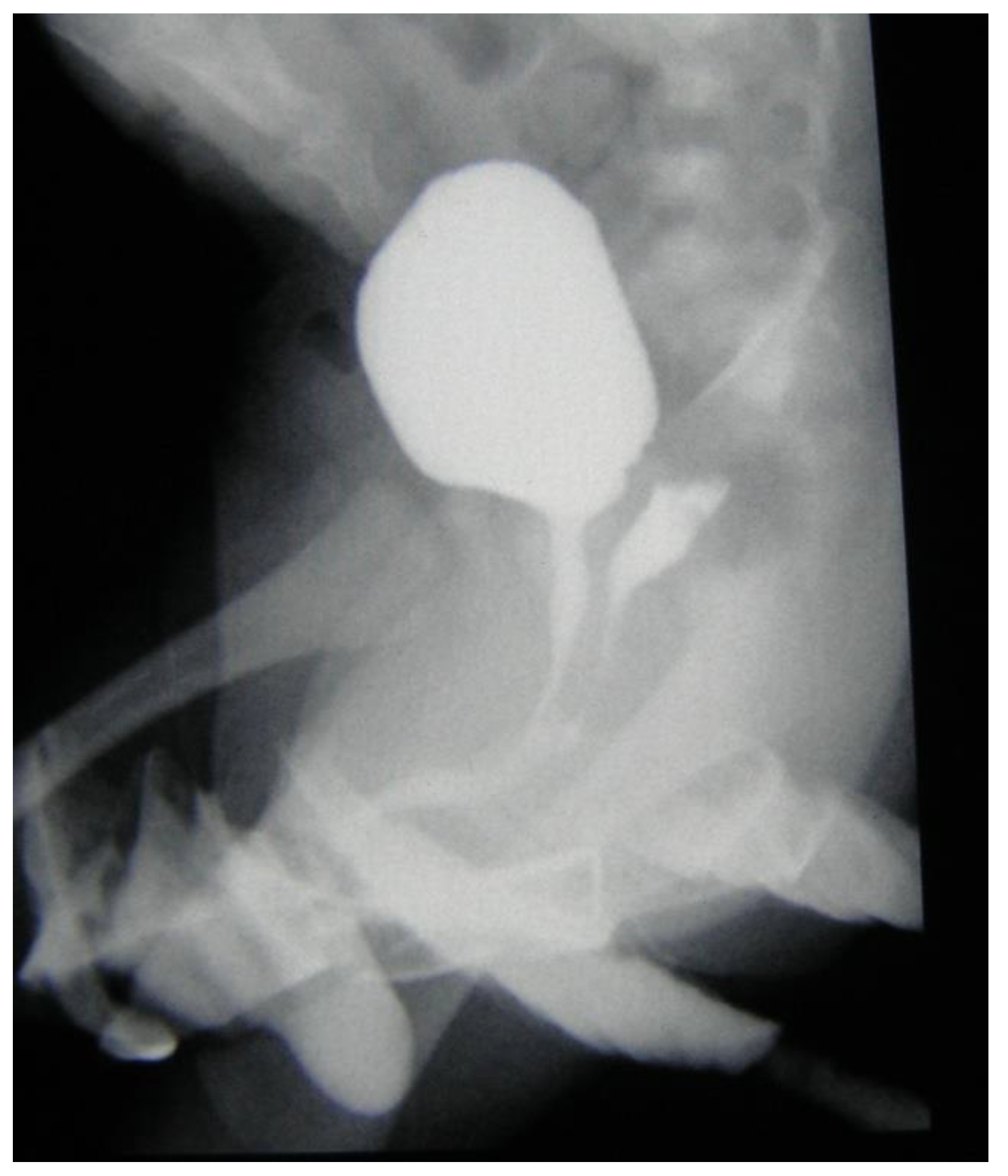 Ijerph 17 03852 g001 Ijerph 17 03852 g001