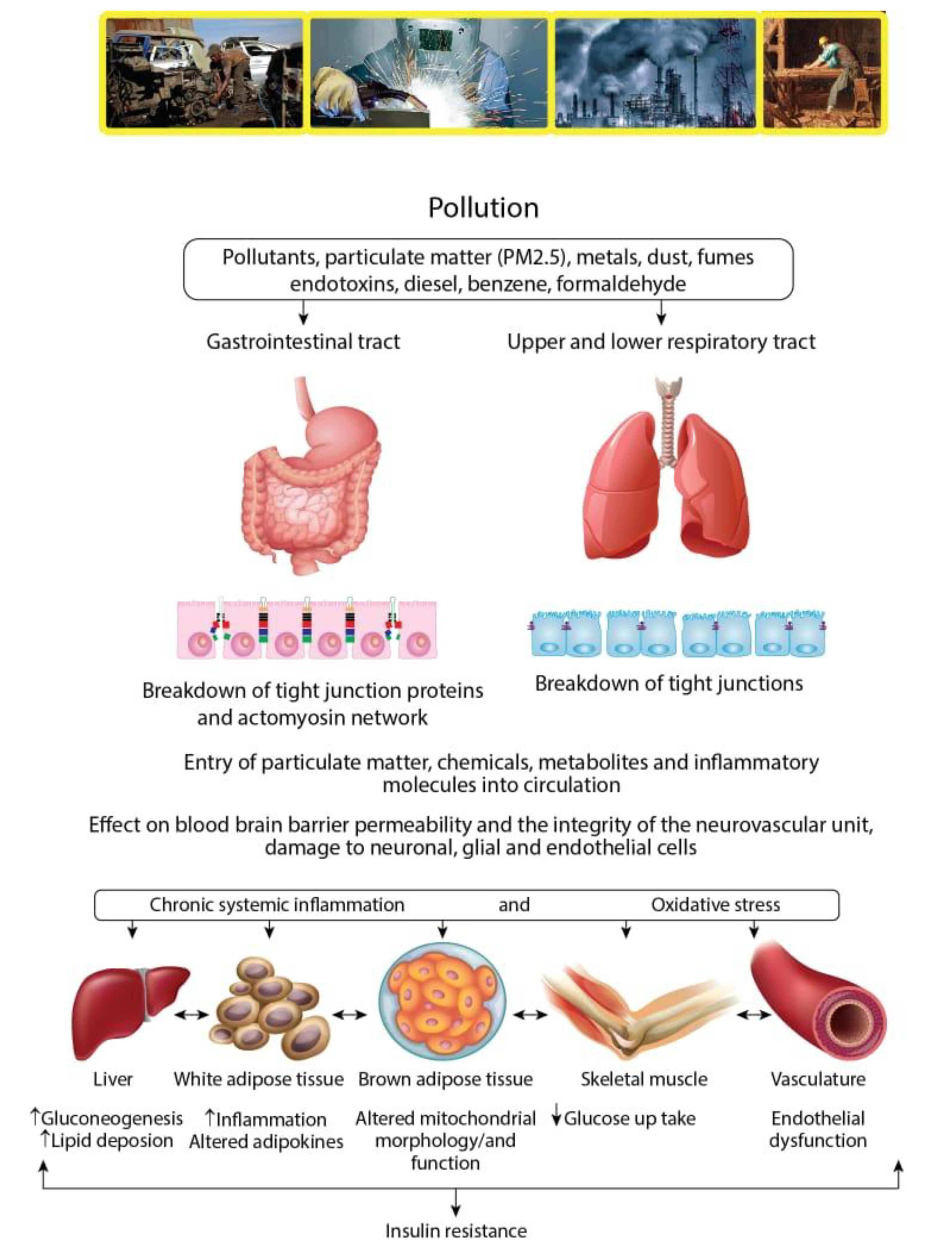 Ijerph 17 03992 g002