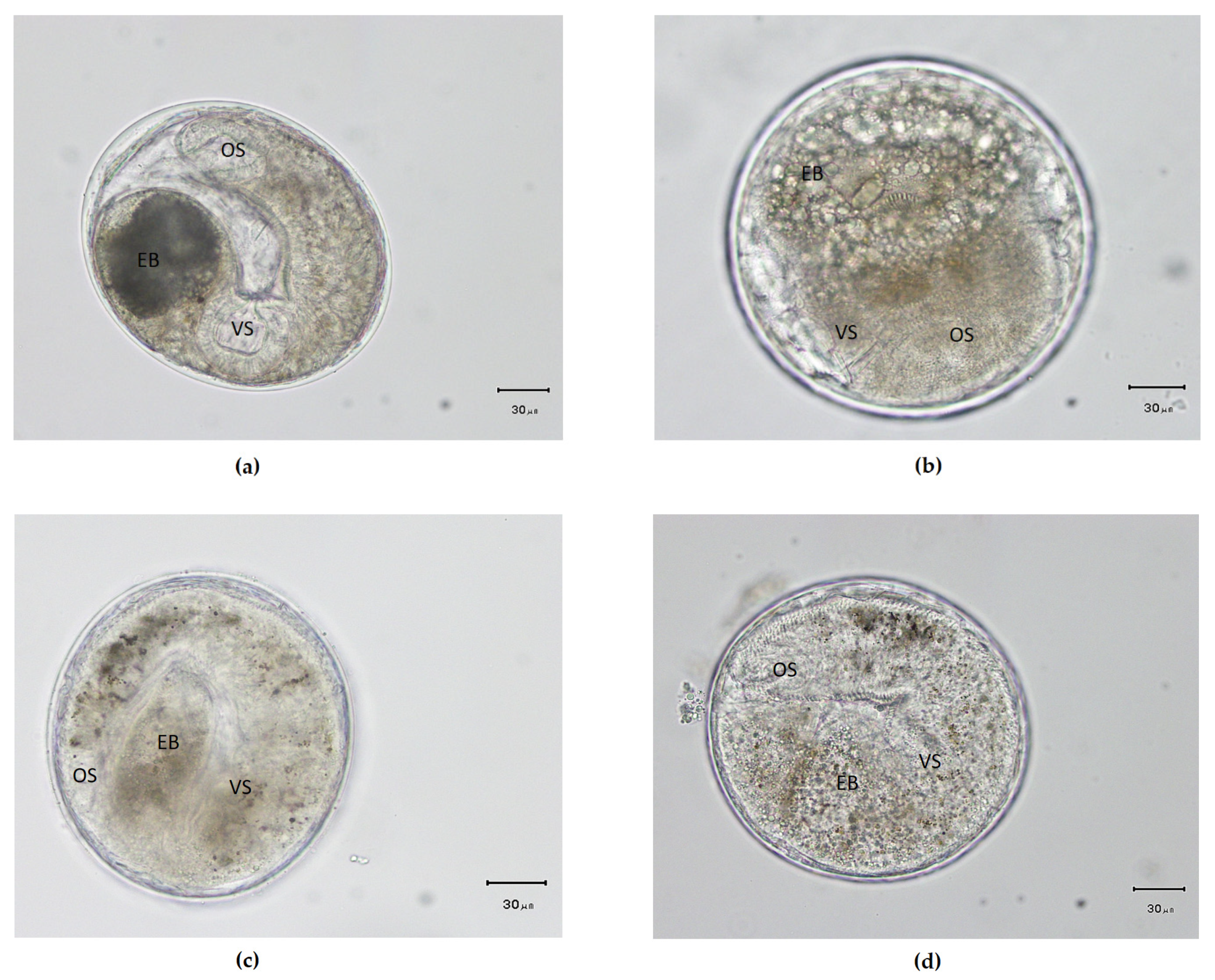 Ijerph Free Full Text Discovery Of Carcinogenic Liver Fluke Metacercariae In Second Intermediate Hosts And Surveillance On Fish Borne Trematode Metacercariae Infections In Mekong Region Of Myanmar Html