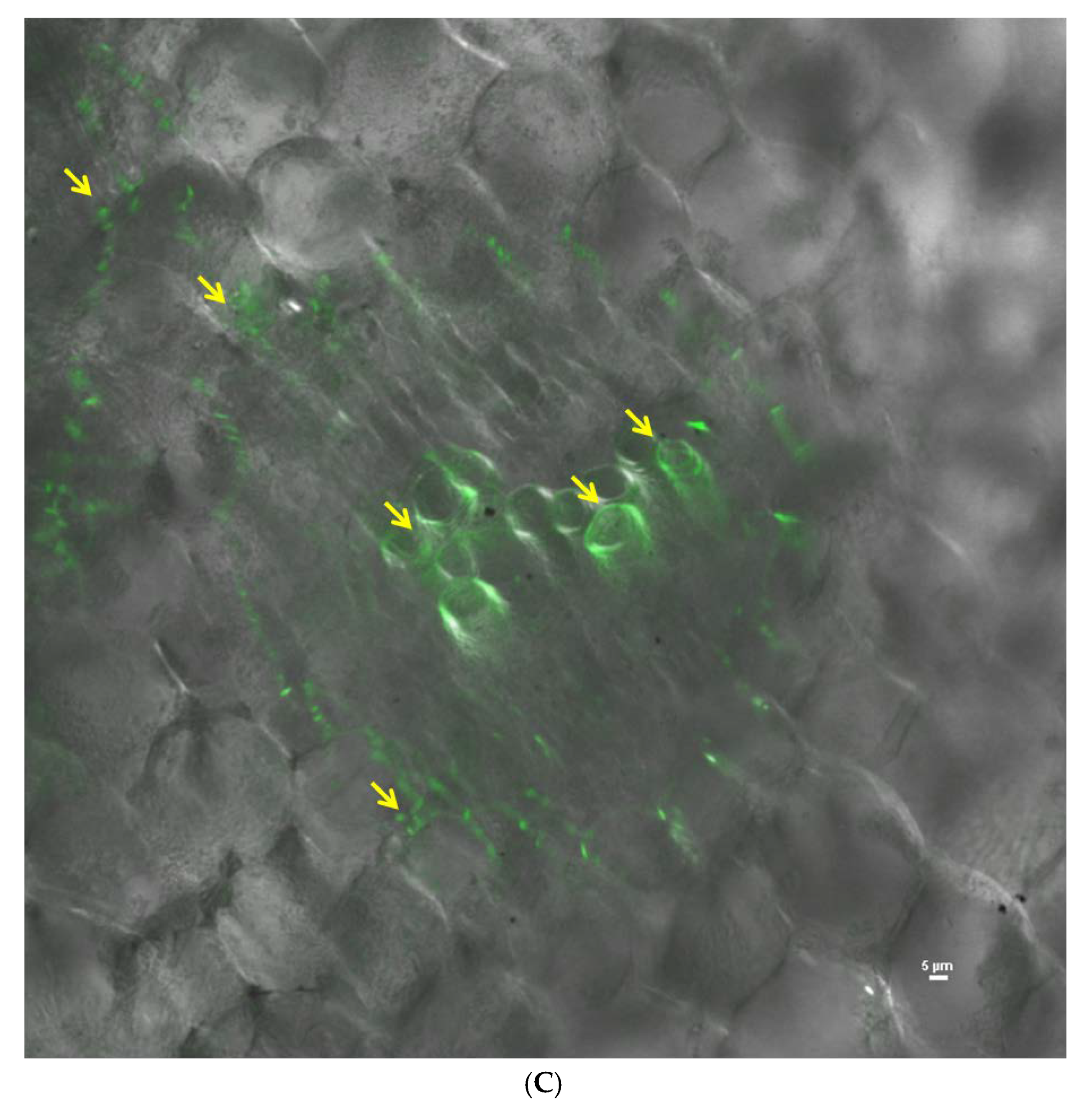 Ijerph 17 04274 g008b Ijerph 17 04274 g008b