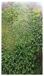 Ijerph 17 05084 i002