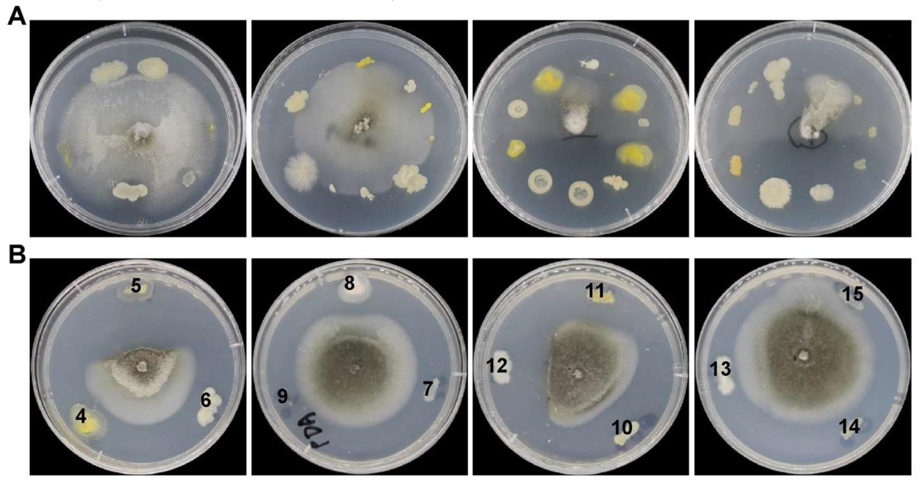 Ijerph 17 05248 g001