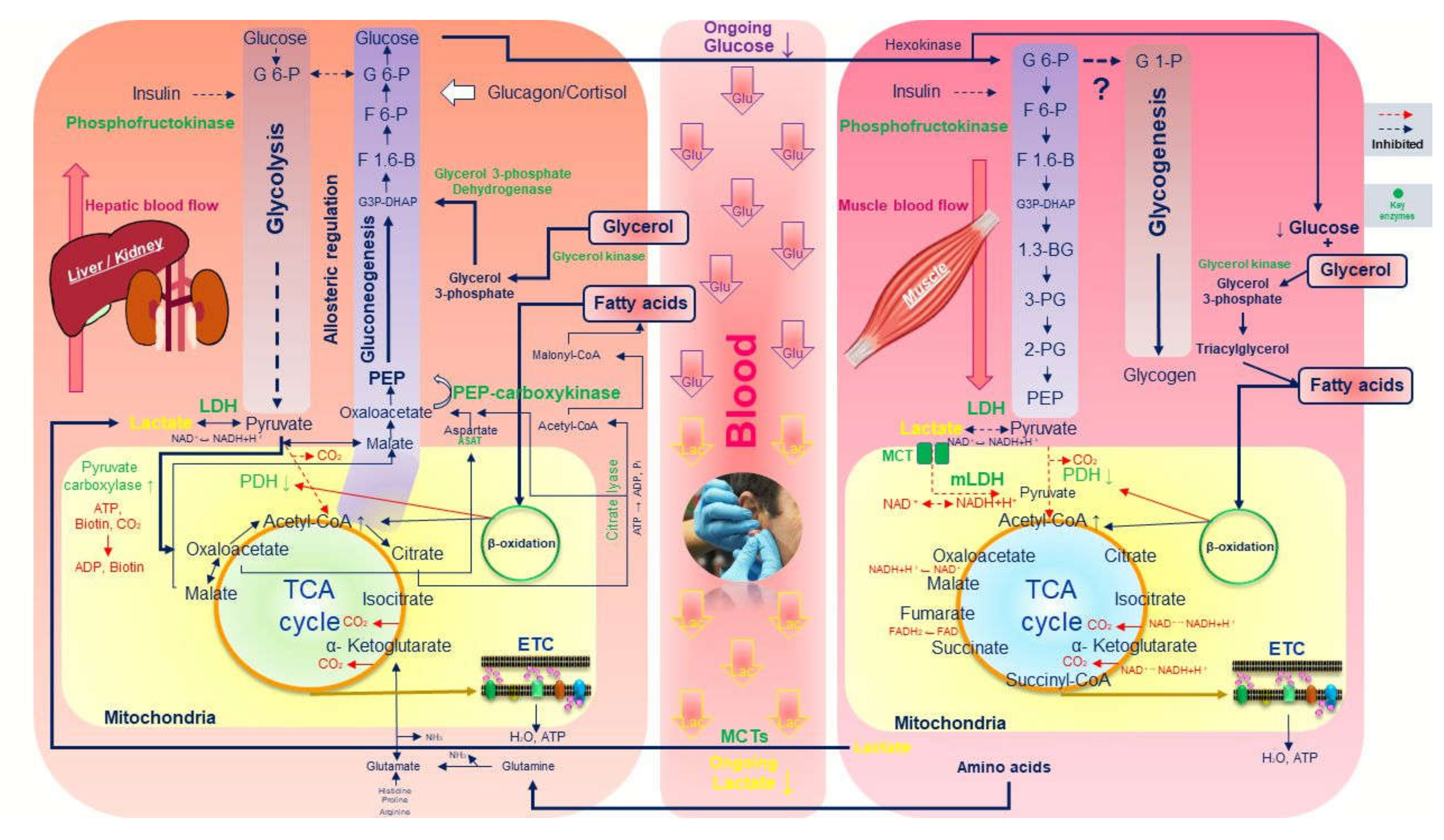 Ijerph Free Full Text Decreased Blood Glucose And Lactate Is A Useful Indicator Of Recovery Ability In Athletes Html Ijerph Free Full Text Decreased Blood Glucose And Lactate Is A Useful Indicator Of Recovery Ability In Athletes Html