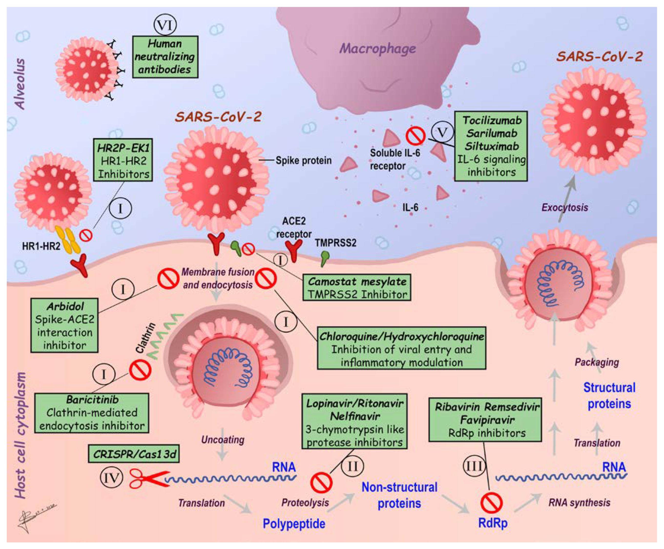 Рнк sars cov 2. Атомарная модель коронавируса SARS-cov-2. Жизненный цикл SARS-cov-2. Штаммы SARS-cov-2. Жизненный цикл вируса SARS cov 2.