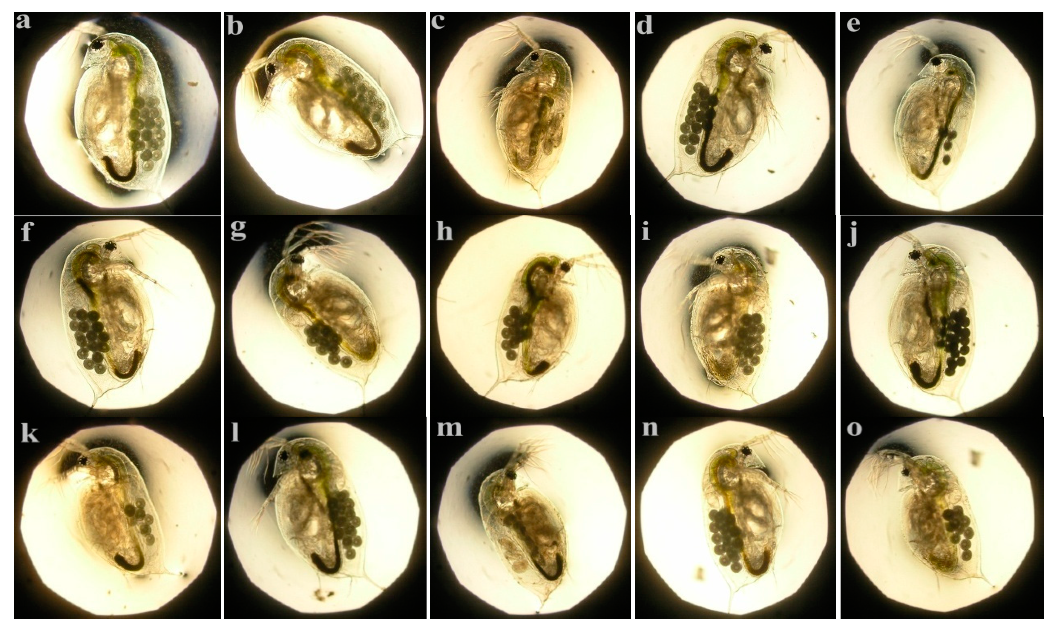 Ijerph 17 05863 g003