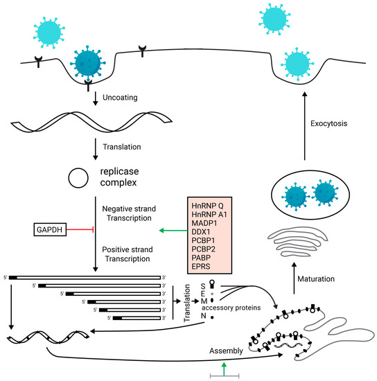 Understanding COVID-19: From Origin to Potential Therapeutics