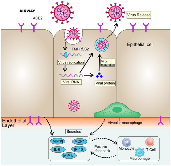 Understanding COVID-19: From Origin to Potential Therapeutics