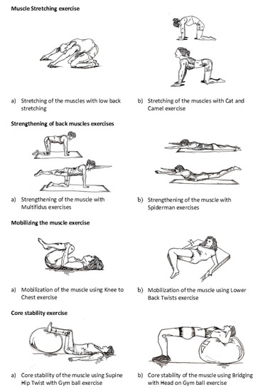 Gym ball exercises for back pain pdf cheap