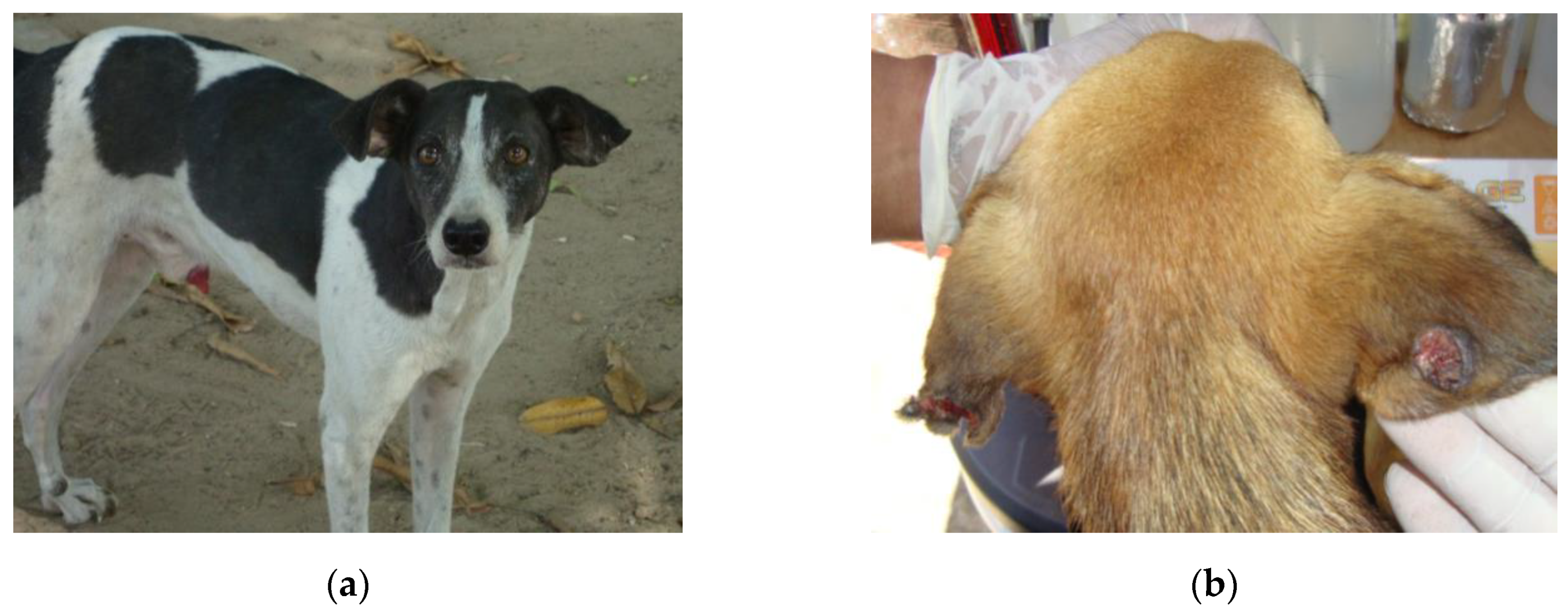 Ijerph Free Full Text First Report Of Canine Infection By Leishmania Viannia Guyanensis In The Brazilian Amazon Html
