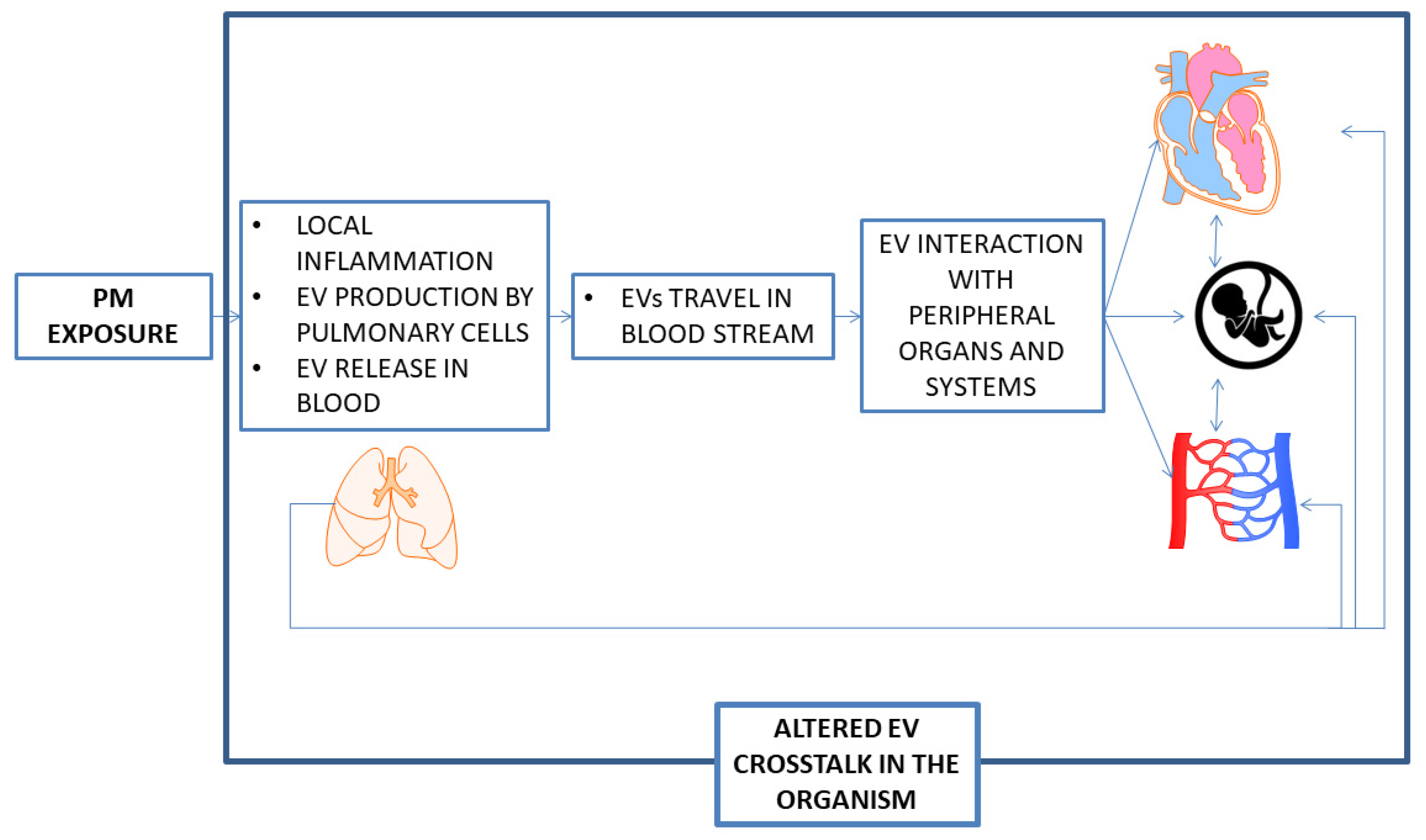 Ijerph Free Full Text Inside Project Individual Air Pollution Exposure Extracellular Vesicles Signaling And Hypertensive Disorder Development In Pregnancy Html Ijerph Free Full Text Inside Project Individual Air Pollution Exposure Extracellular Vesicles Signaling And Hypertensive Disorder Development In Pregnancy Html
