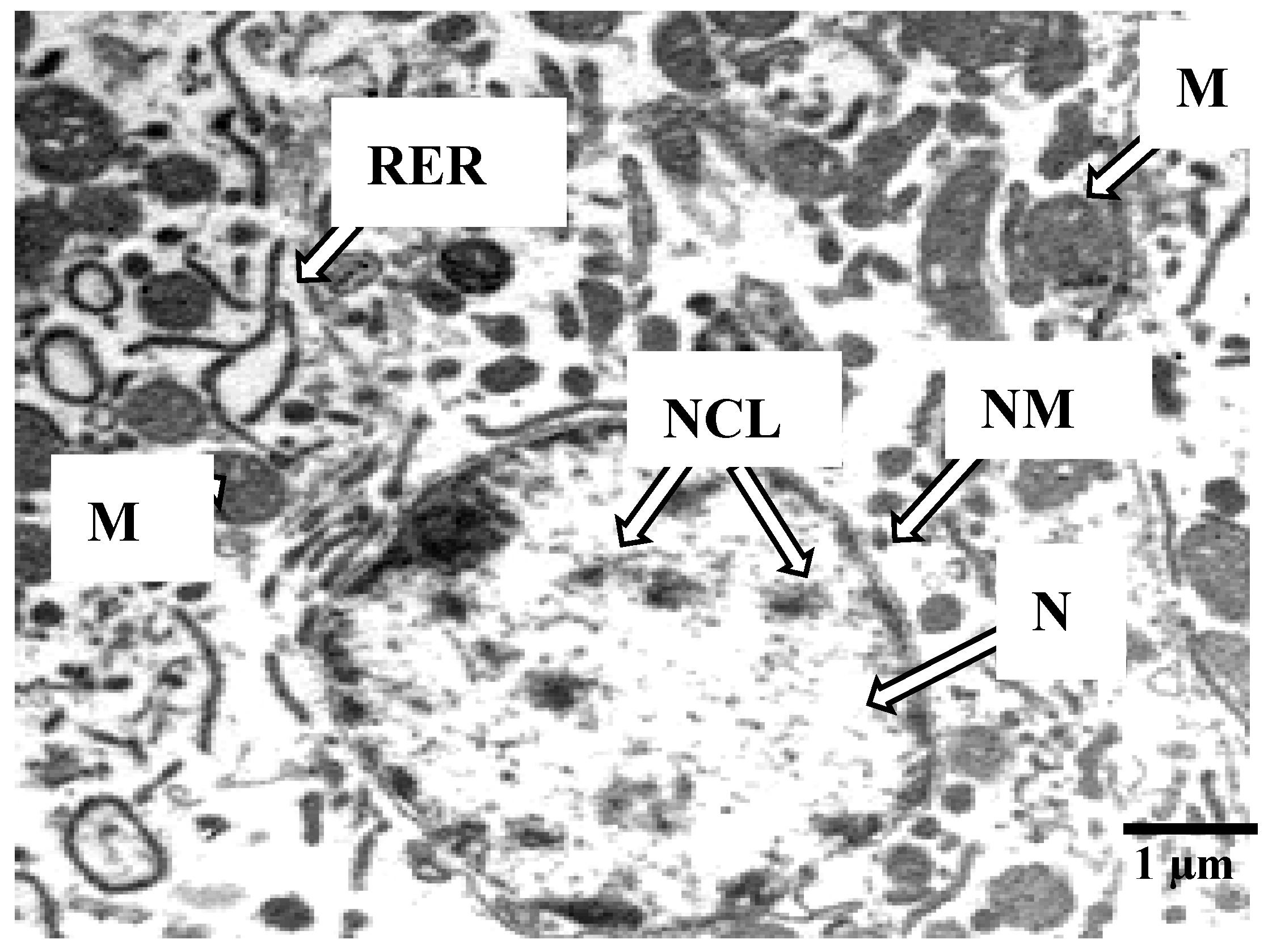 Ijerph 17 09492 g004