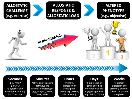 Ijerph Free Full Text The 4r S Framework Of Nutritional Strategies For Post Exercise Recovery A Review With Emphasis On New Generation Of Carbohydrates Html