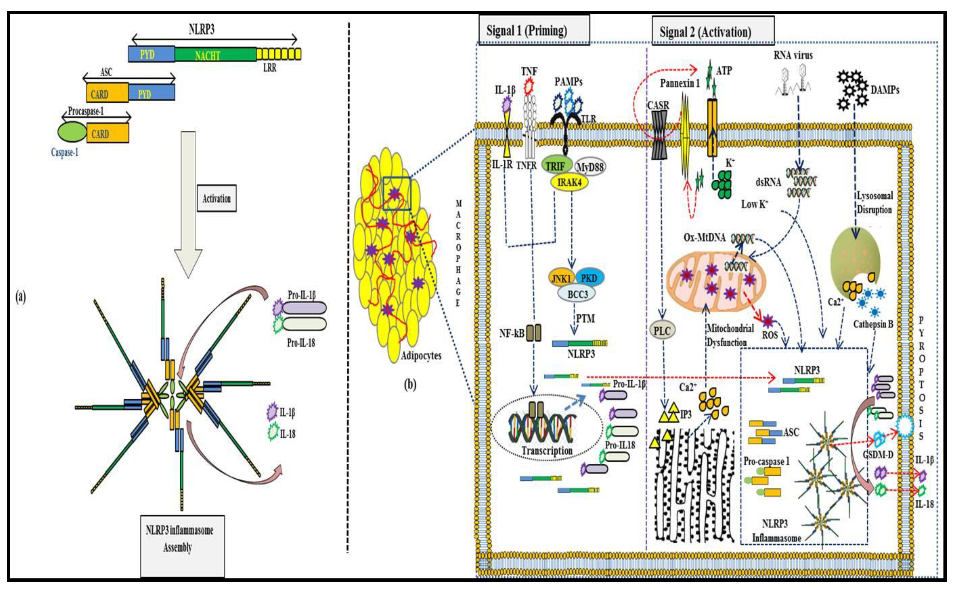 Therapeutic modulation of inflammasome pathways - Chauhan - 2020