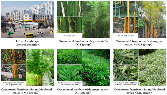 その他 one room Block Caving Mining Method: Transformation and Its Potency