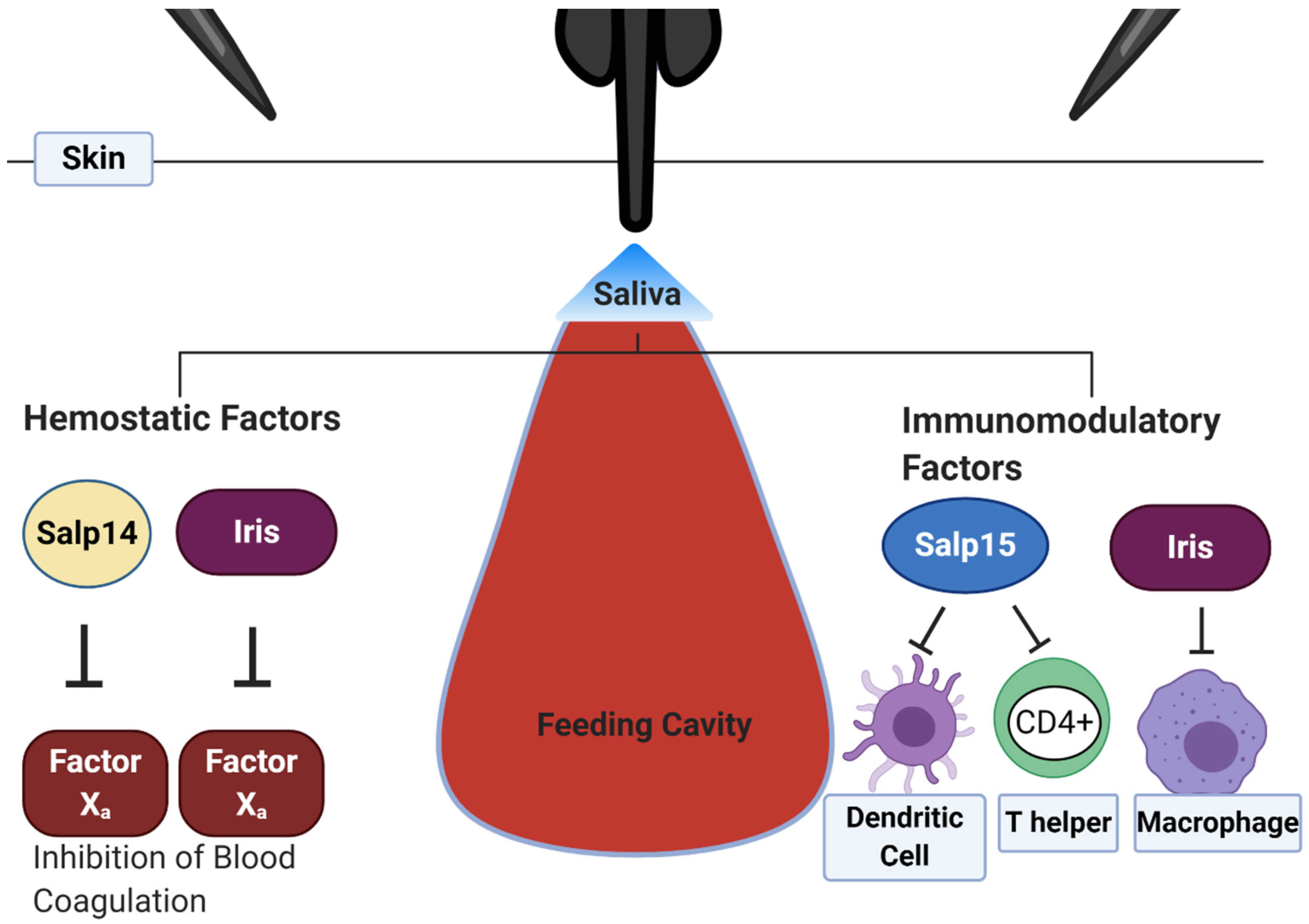 IJERPH Free Full-Text Changing the Recipe Pathogen Directed Changes in Tick Saliva Components
