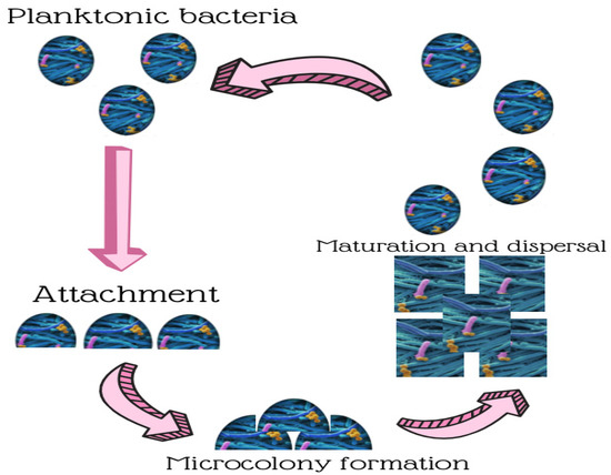 IJERPH | Free Full-Text | Microbial Biofilms in the Food Industry—A