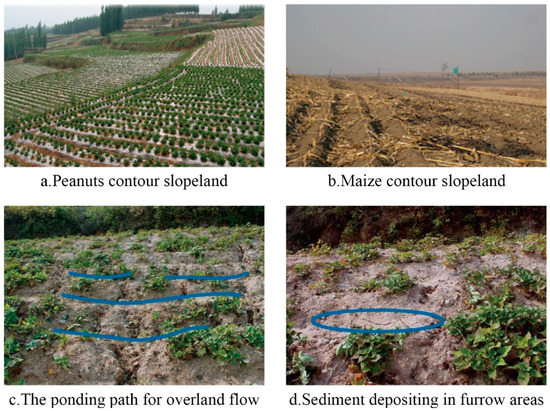 Effect of Ridge Height, Row Grade, and Field Slope on Nutrient Losses ...