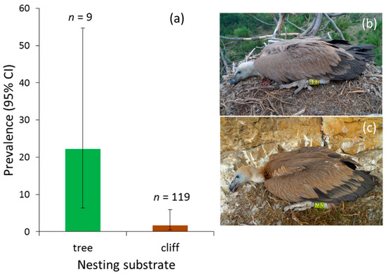 Ijerph Free Full Text Blood Parasites In Sympatric Vultures Role Of Nesting Habits And Effects On Body Condition Html