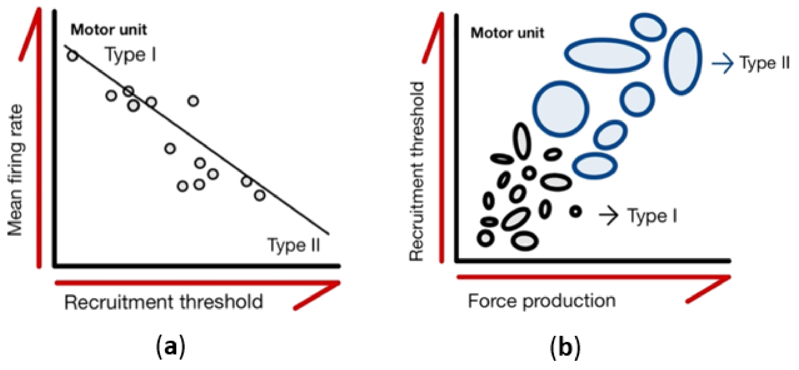 Characteristics of the Electrophysiological Properties of 