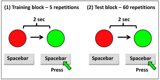 Spacebar Speed Test - High Score - 5 sec, 10 sec, 20 sec 