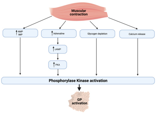 IJERPH | Full-Text | Regulation of Energy Substrate Metabolism in Exercise | HTML