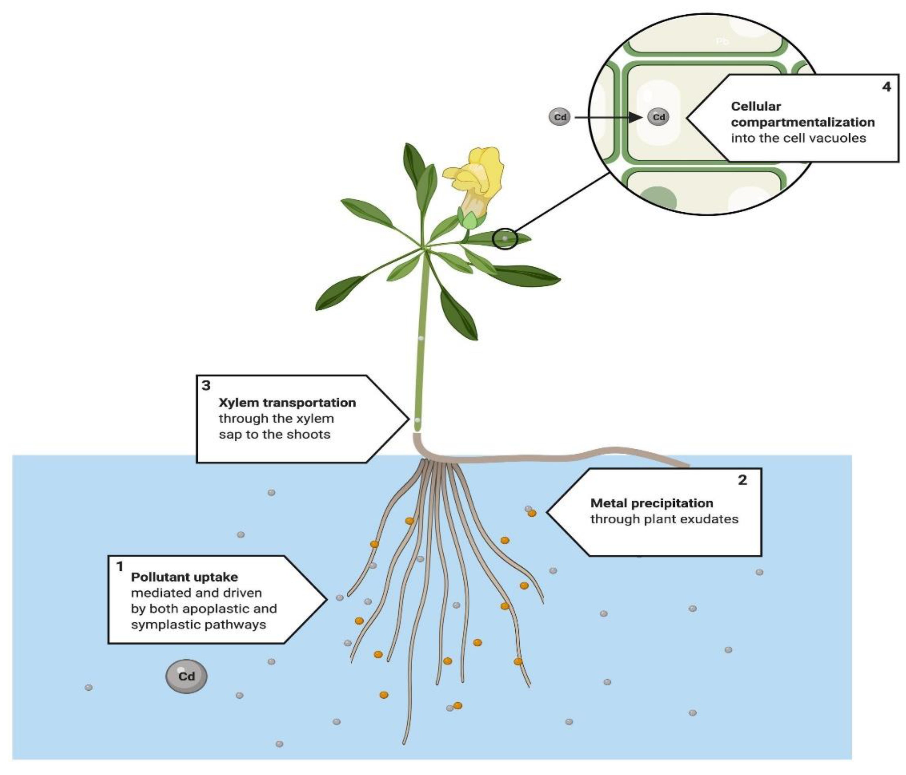 Ijerph Free Full Text Advances And Applications Of Water Phytoremediation A Potential Biotechnological Approach For The Treatment Of Heavy Metals From Contaminated Water Html