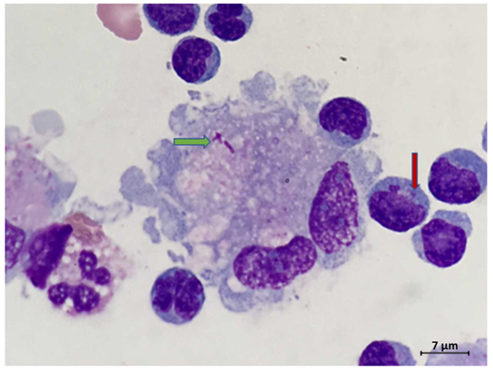 Ijerph 18 06486 g001