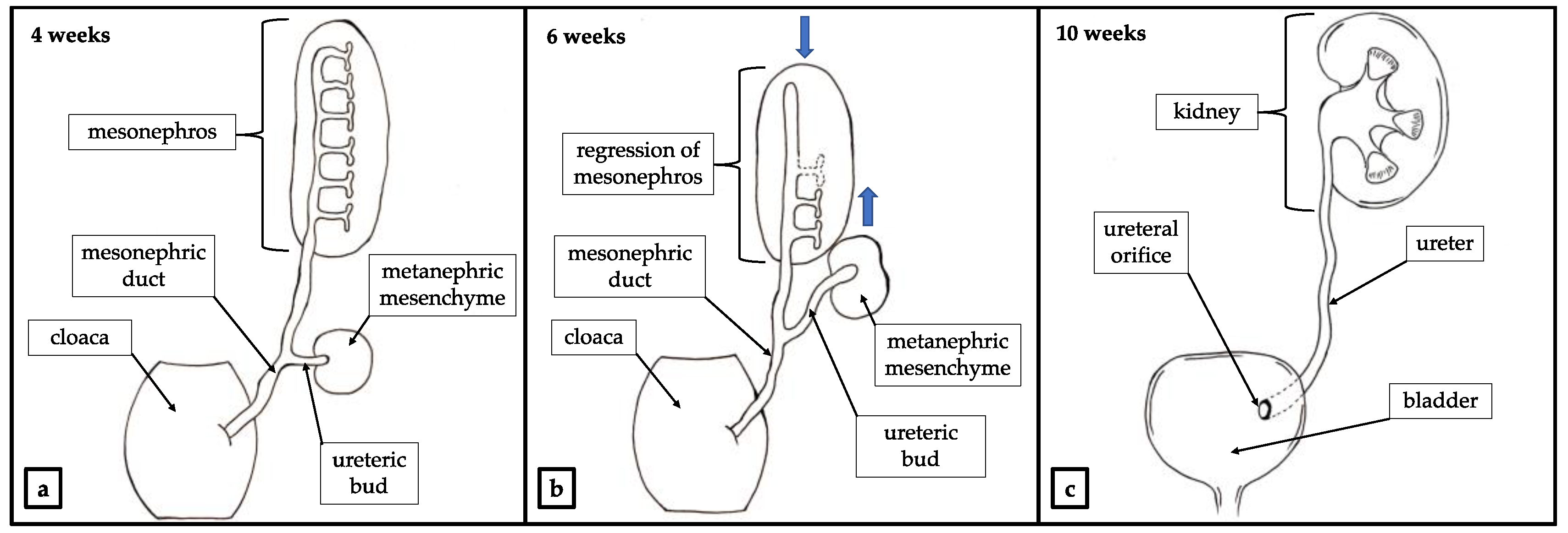 Ijerph 18 07084 g002 550