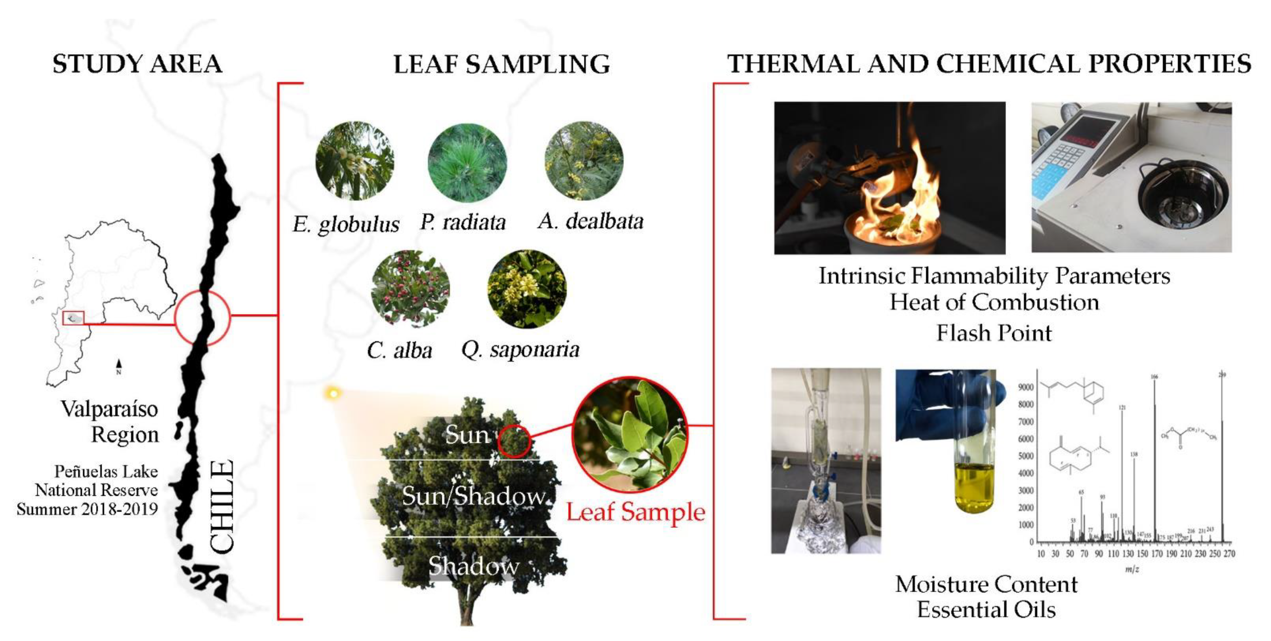 Ijerph Free Full Text Leaf Thermal And Chemical Properties As Natural Drivers Of Plant Flammability Of Native And Exotic Tree Species Of The Valparaiso Region Chile Html