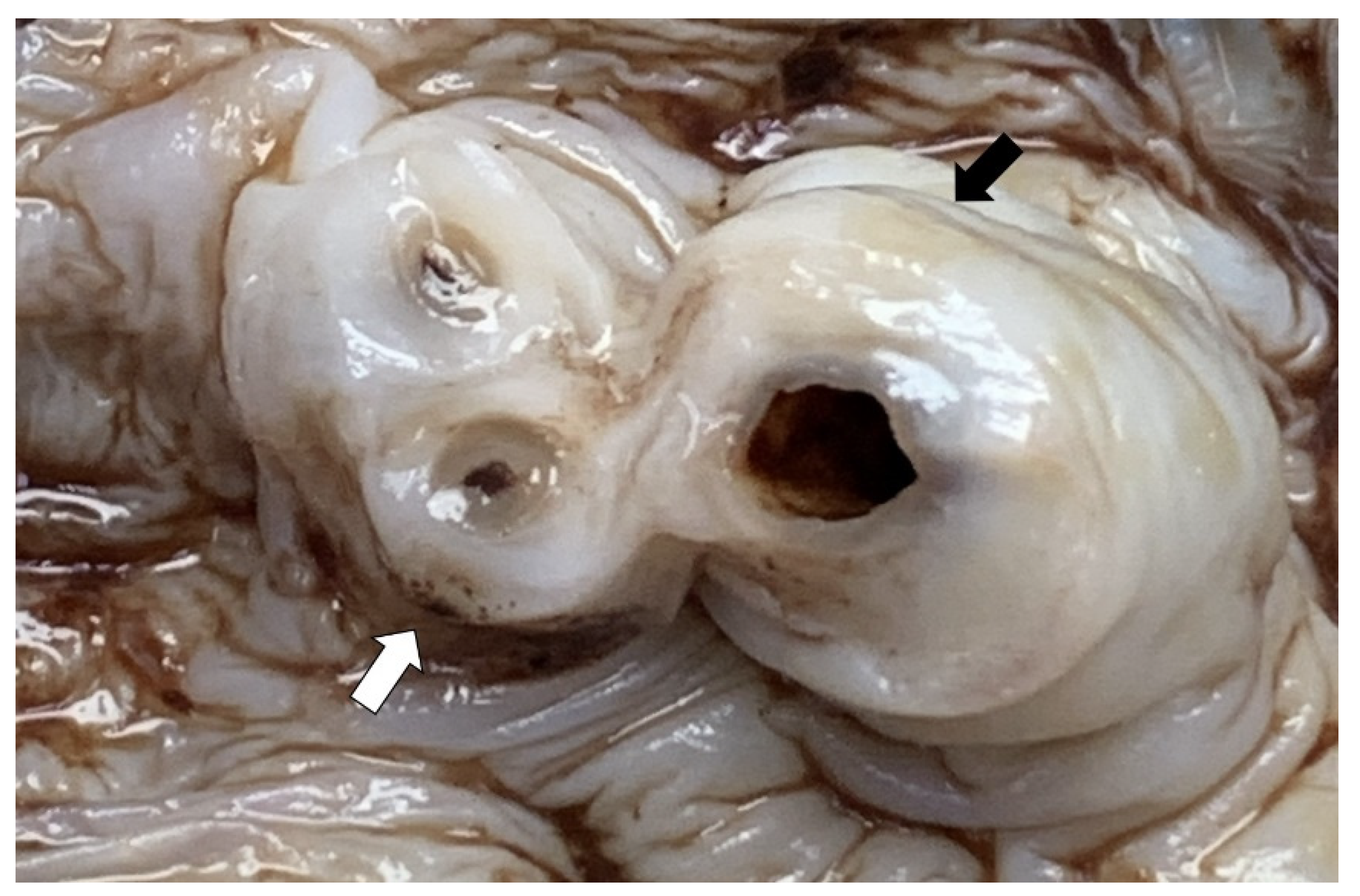 Ijerph 18 07450 g001 550