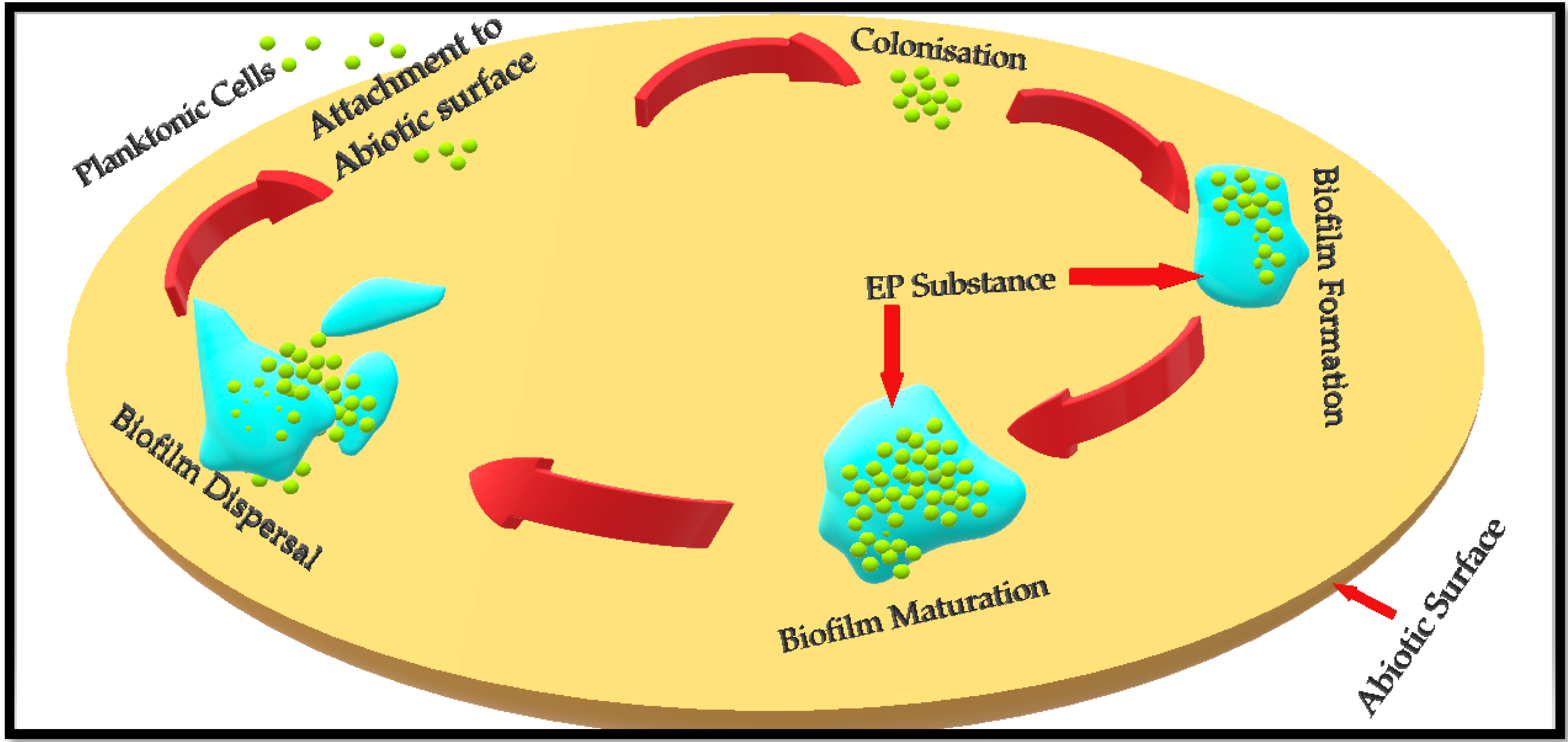 Biofilm-Associated Agr and Sar Quorum Sensing Systems of Staphylococcus  aureus Are Inhibited by 3-Hydroxybenzoic Acid Derived from Illicium verum