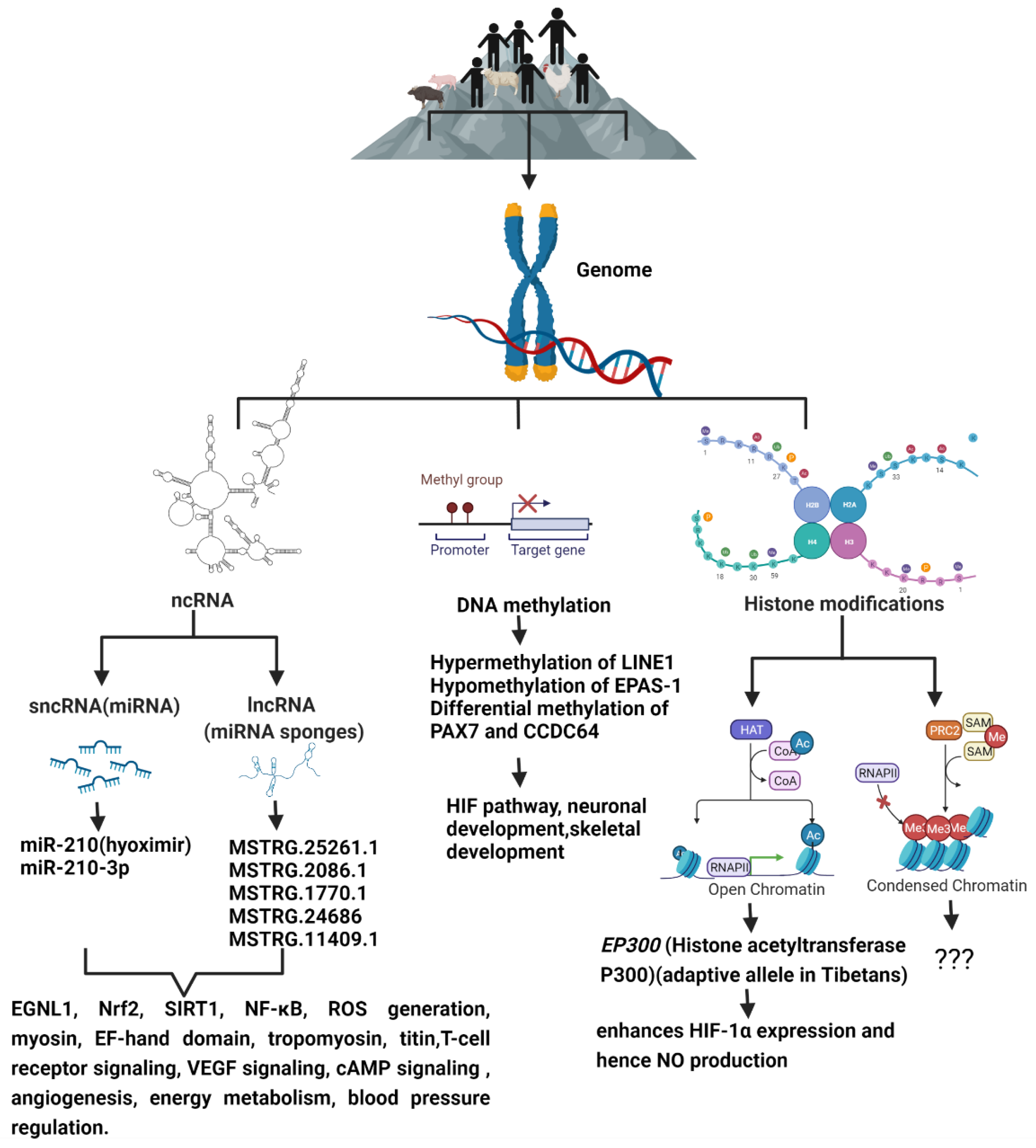 IJERPH | Free Full-Text | Exposomes to Exosomes: Exosomes as Tools 