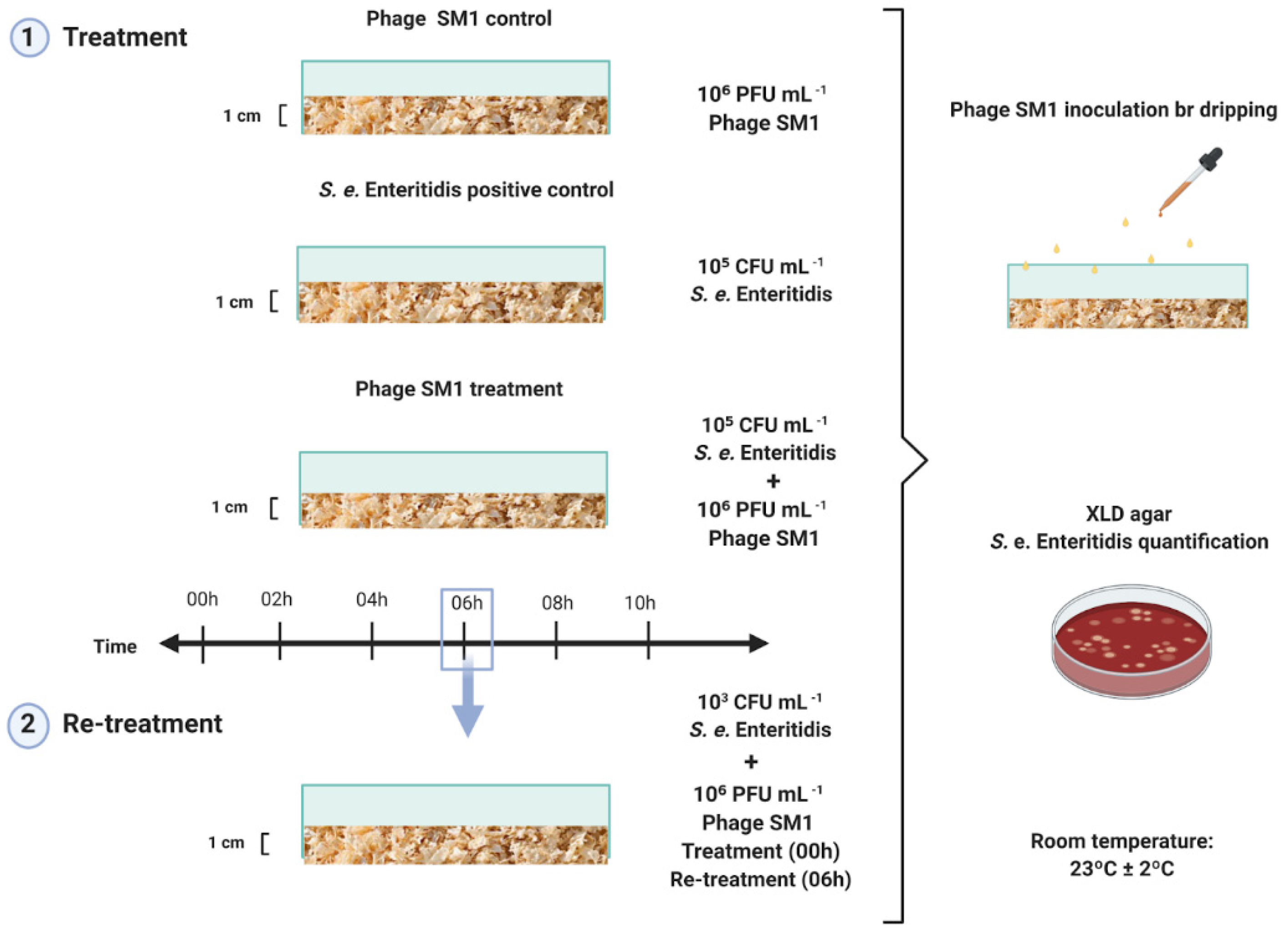 IJERPH Free FullText Salmonella enterica Serovar Enteritidis