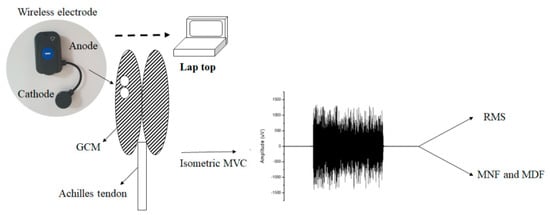 PDF) Specificity of surface EMG recordings for gastrocnemius during upright  standing