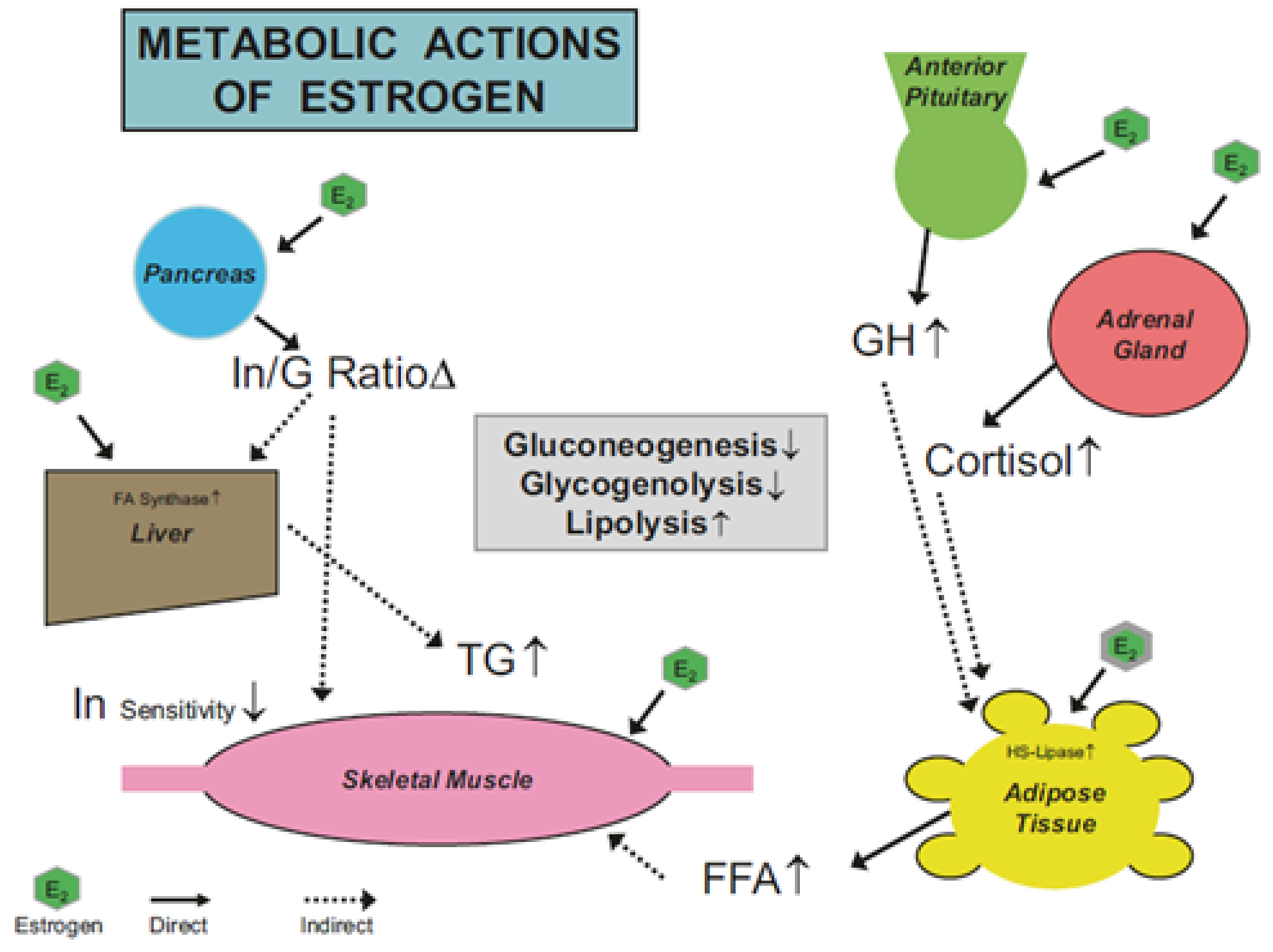 Menstrual Cycle Hormonal Changes and Energy Substrate Metabolism 