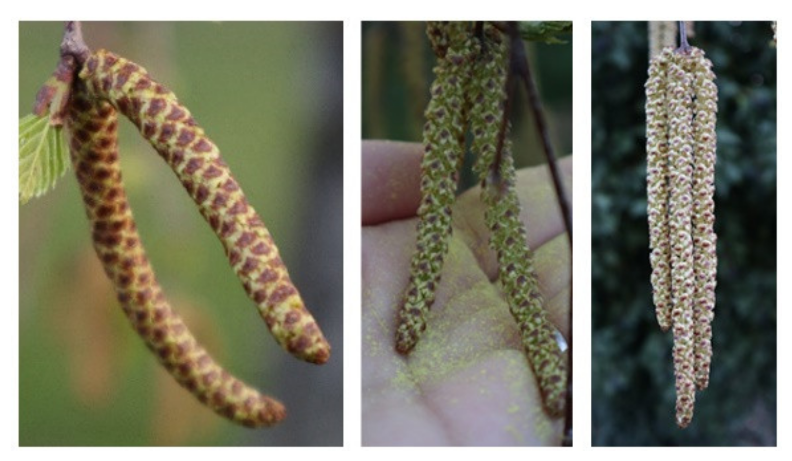 Ijerph 18 10325 g002 550