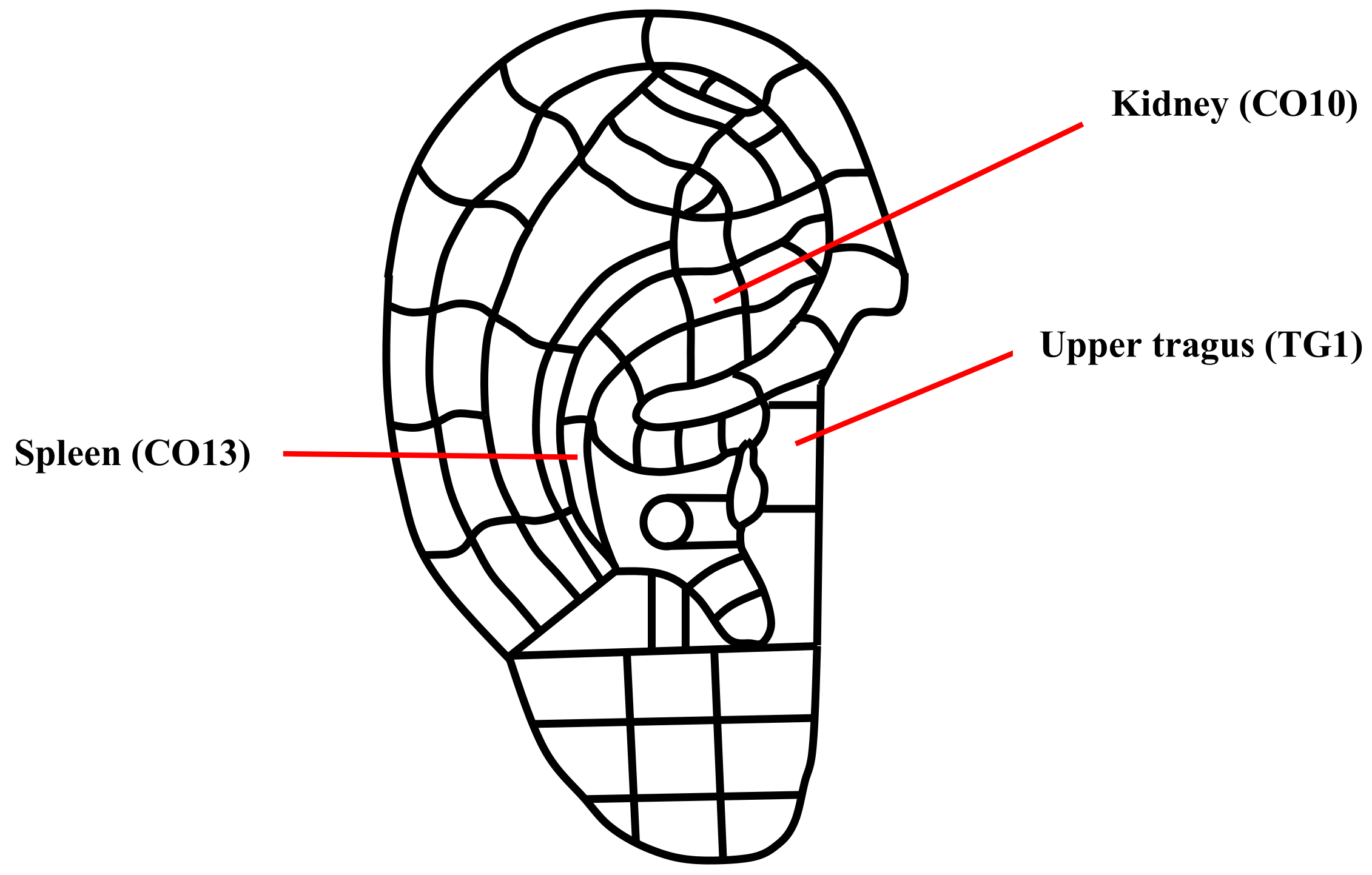 Auriculotherapy in primary health care: A large-scale educational