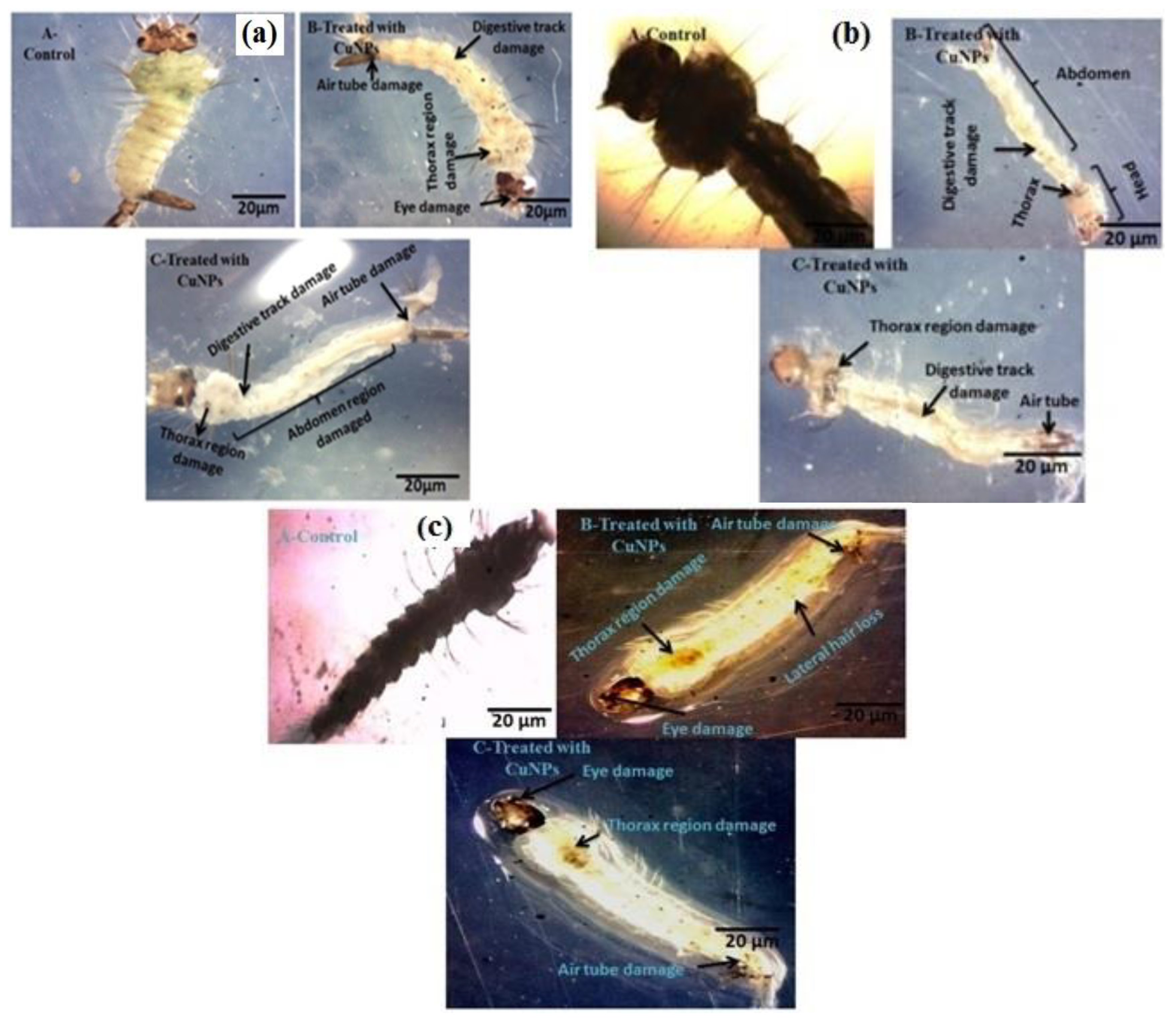 Ijerph 18 10536 g004