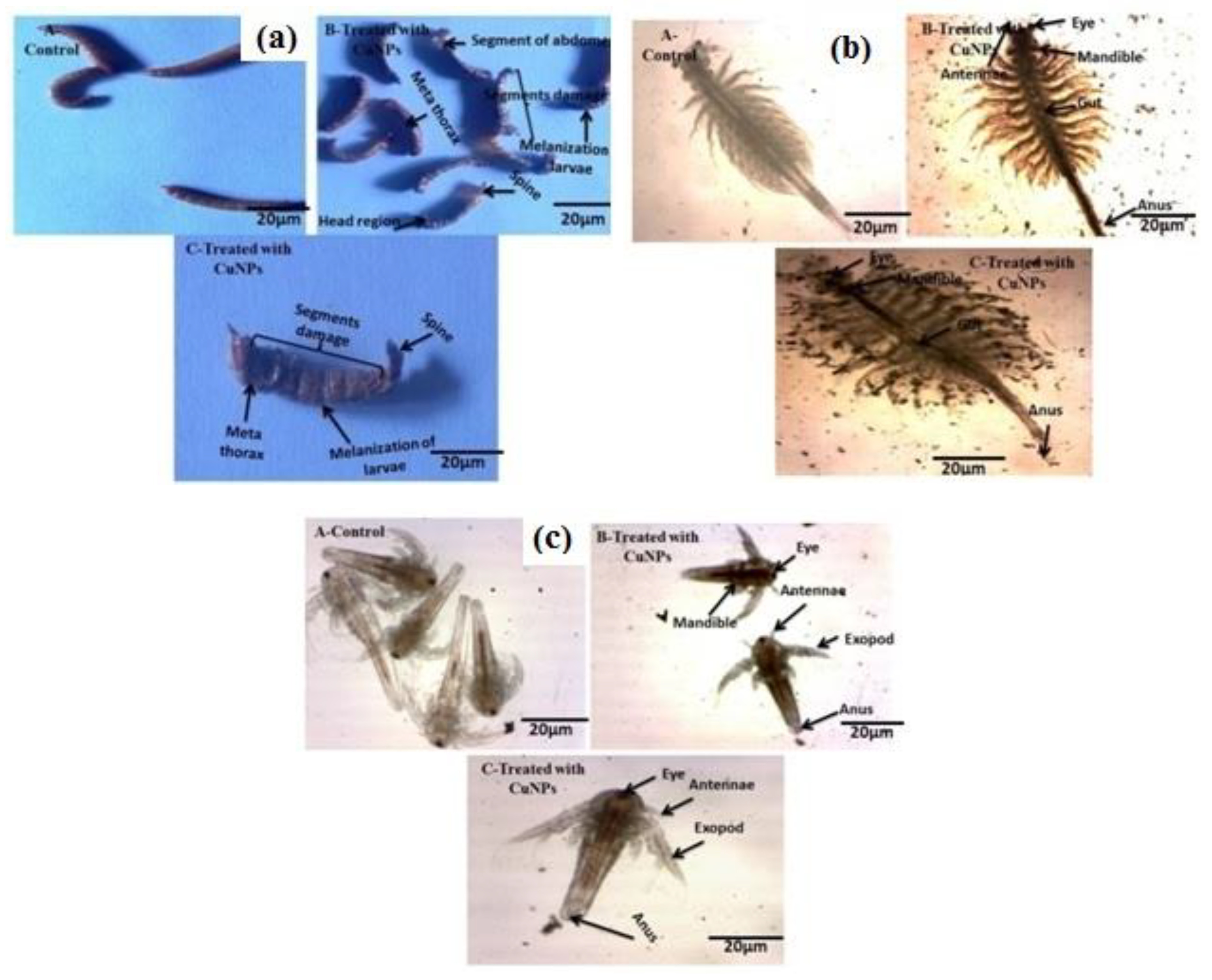 Ijerph 18 10536 g005