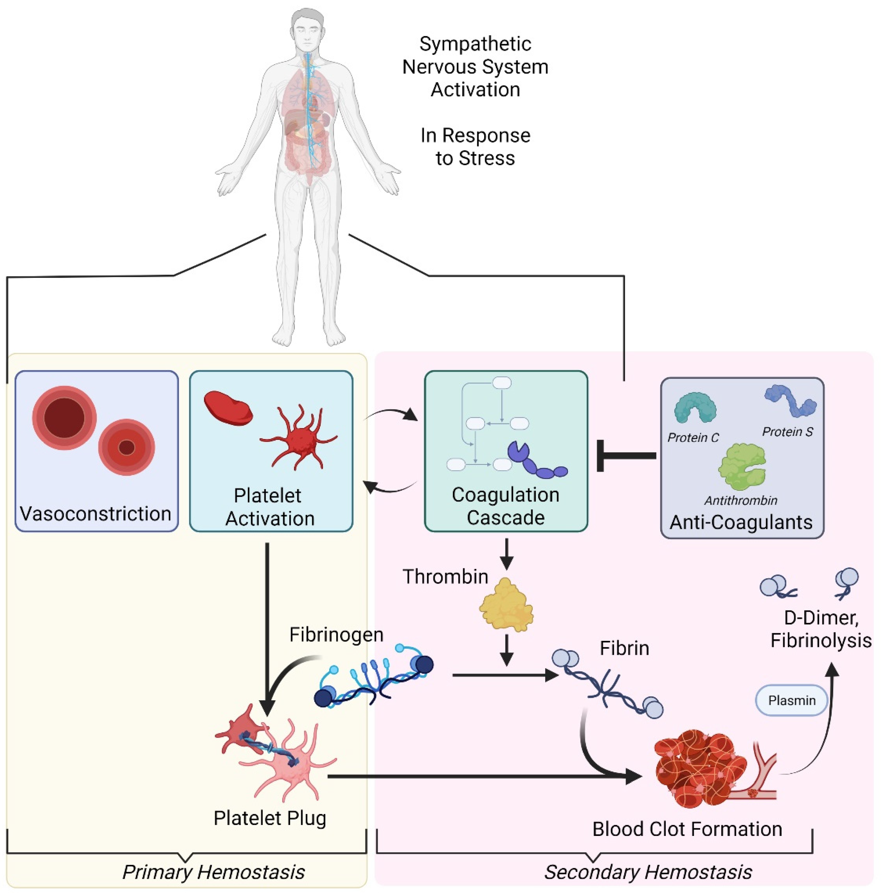 IJERPH Free FullText Anticoagulants and the Hemostatic System A
