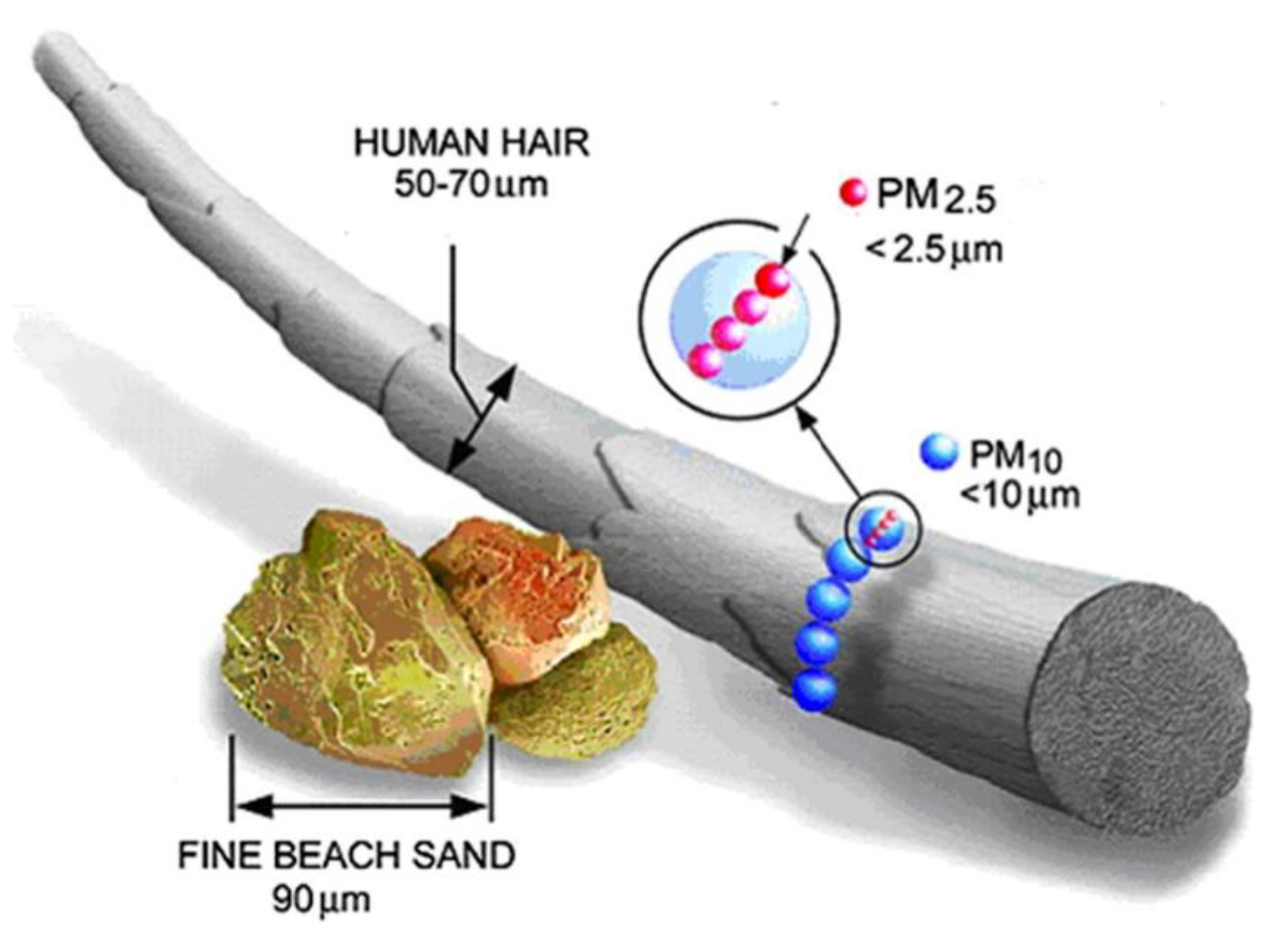 Indoor Particulate Matter in Urban Households: Sources, Pathways, Characteristics, Health Effects, and Exposure Mitigation Indoor Particulate Matter in Urban Households: Sources, Pathways, Characteristics, Health Effects, and Exposure Mitigation