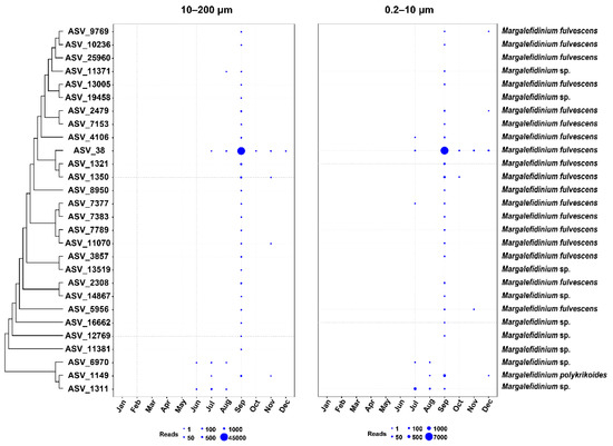 Biodiversity and Spatial-Temporal Dynamics of Margalefidinium